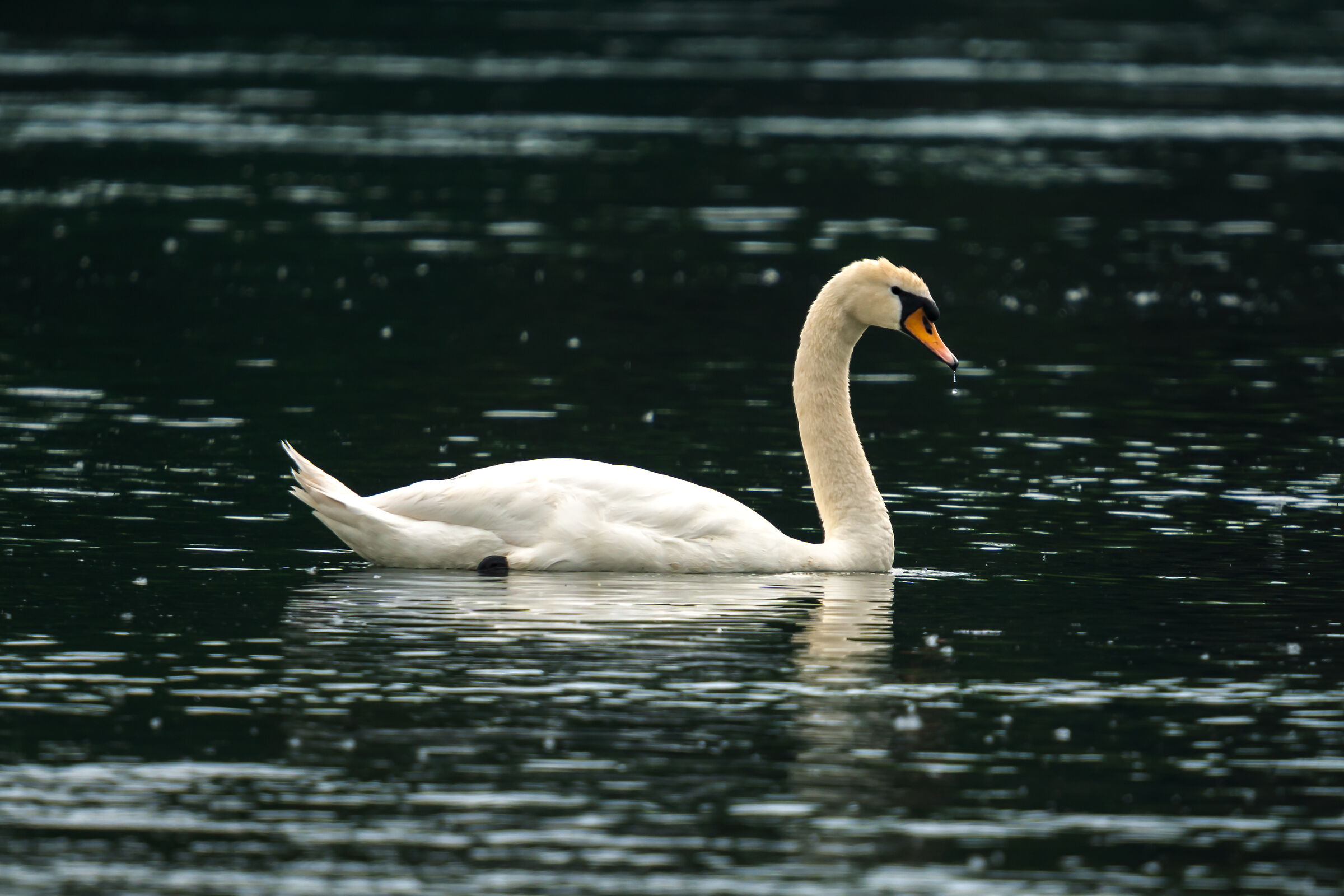 Cigno sull'Adda, con una goccia che cade dal becco
