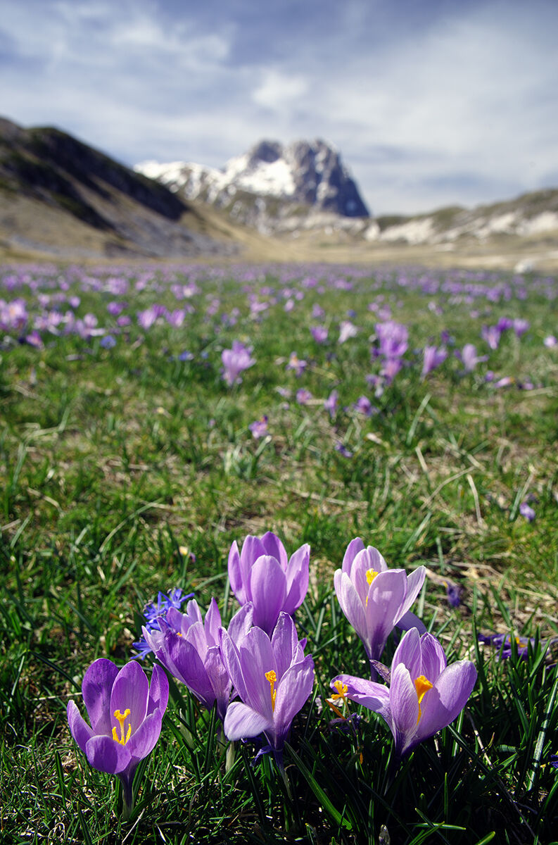 Primavera a Campo Imperatore