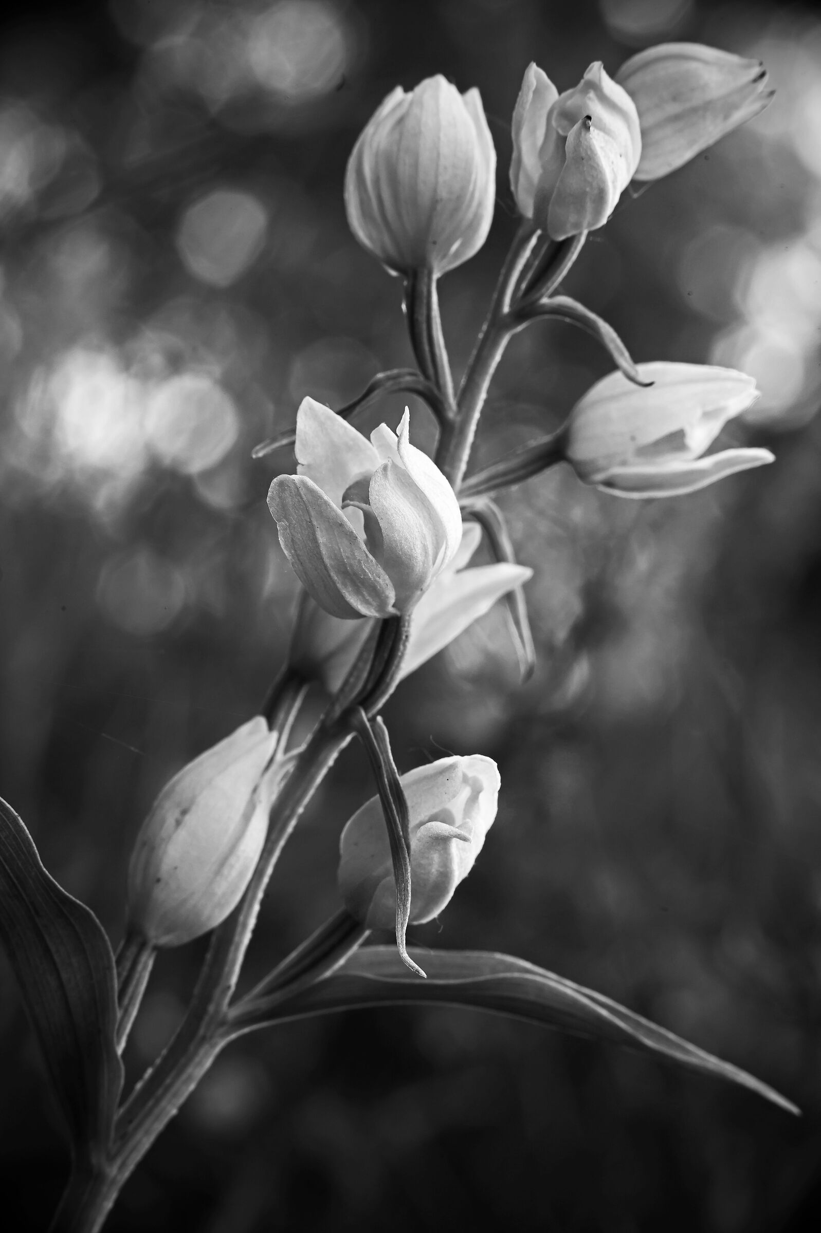 Cefalantera bianca (versione b/n)