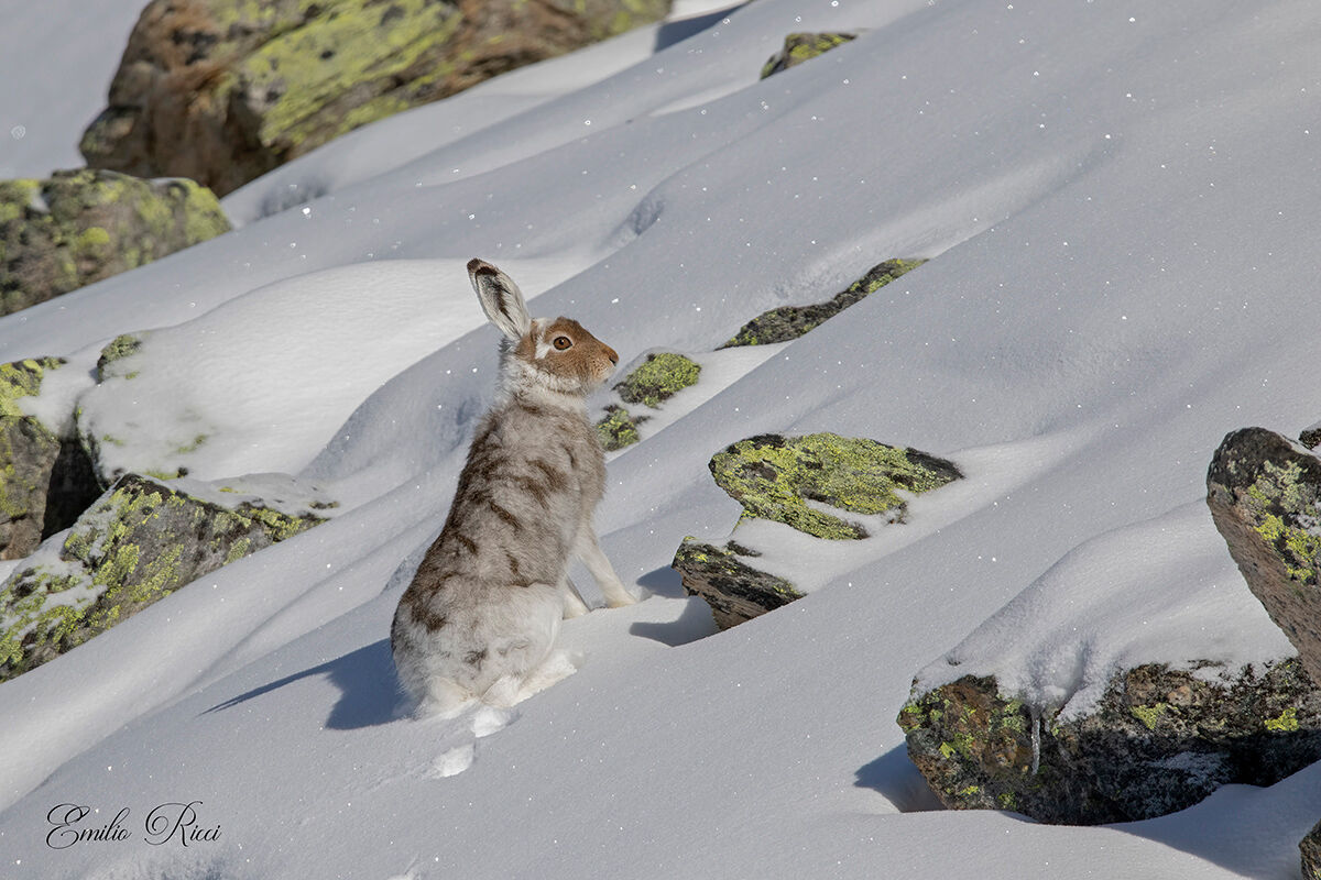 Variable Hare