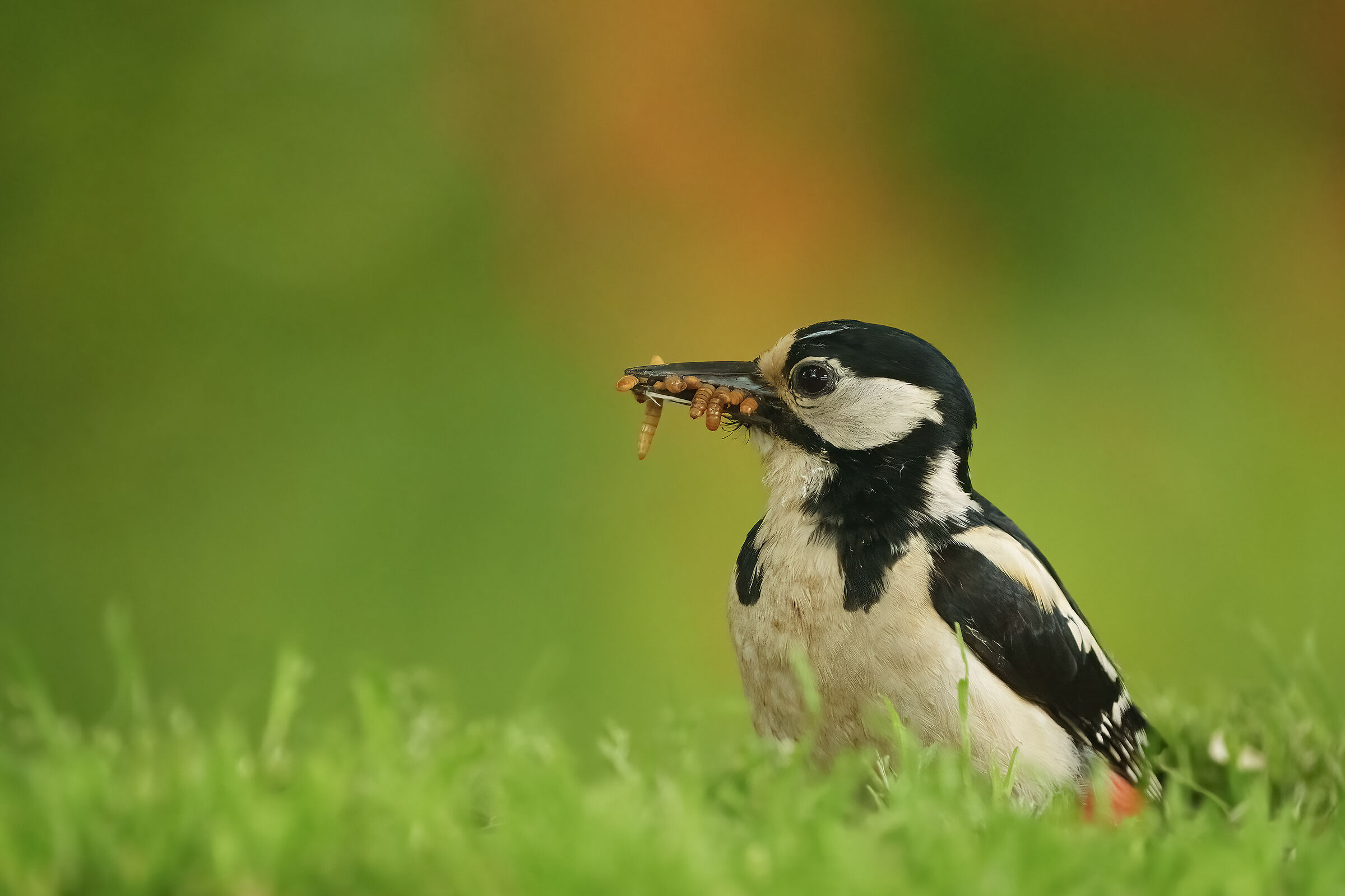 Hunger, so much hunger