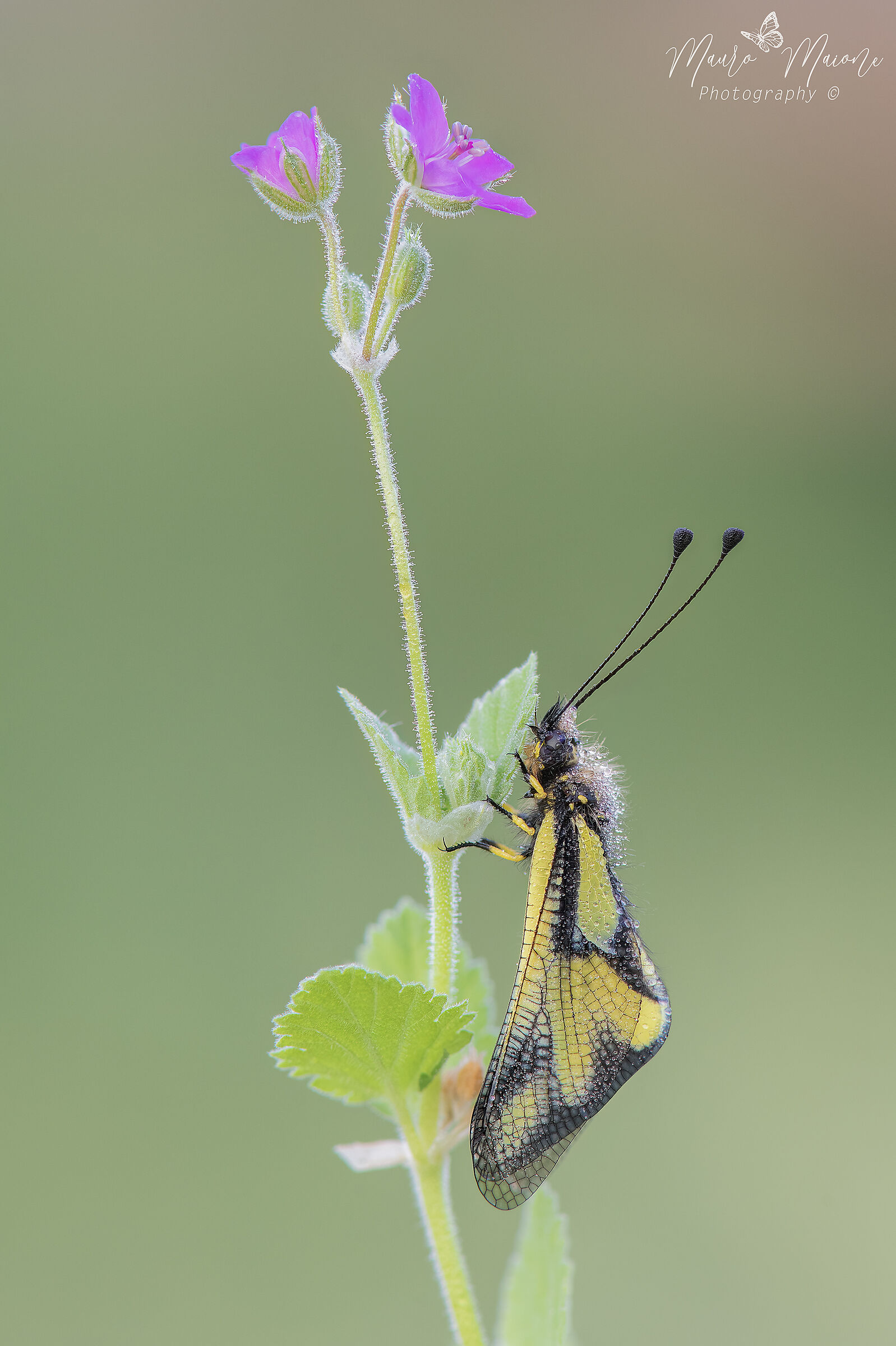 Libelloides coccajus