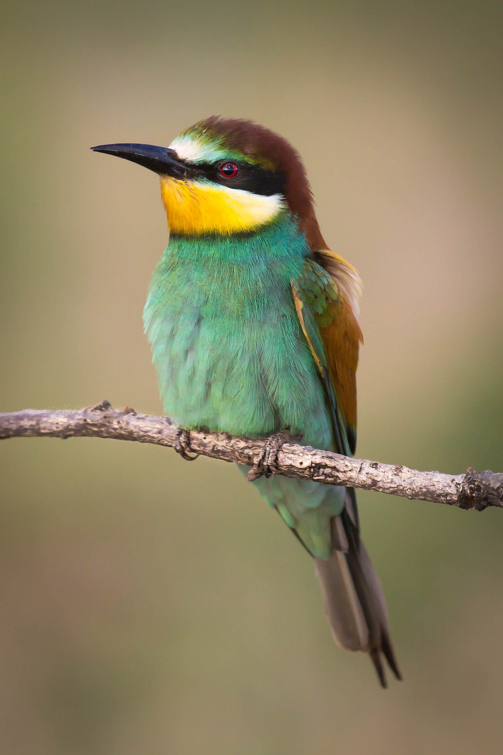 Portrait of bee-eater in Bellavista