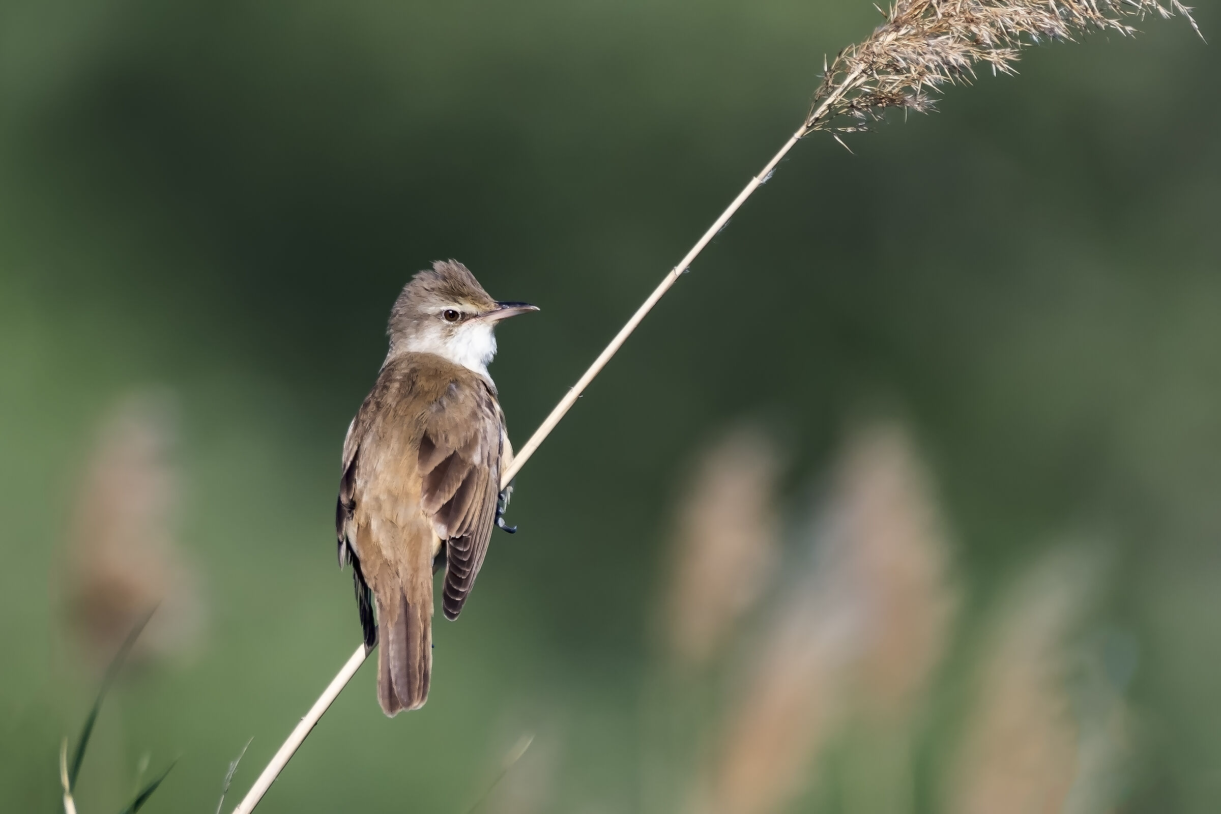 Acrocephalus scirpaceus
