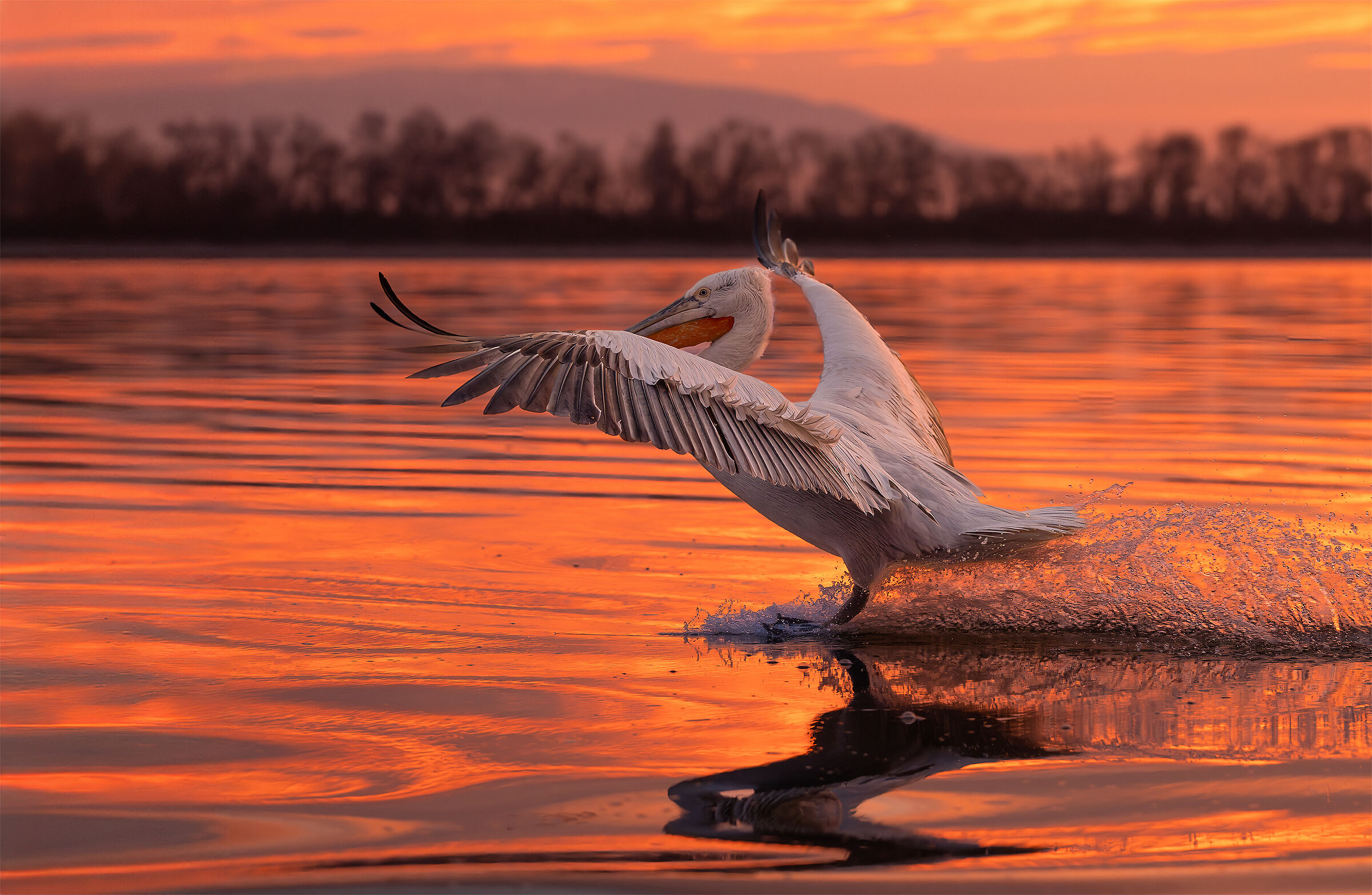 Pellicano dalmata o riccio
