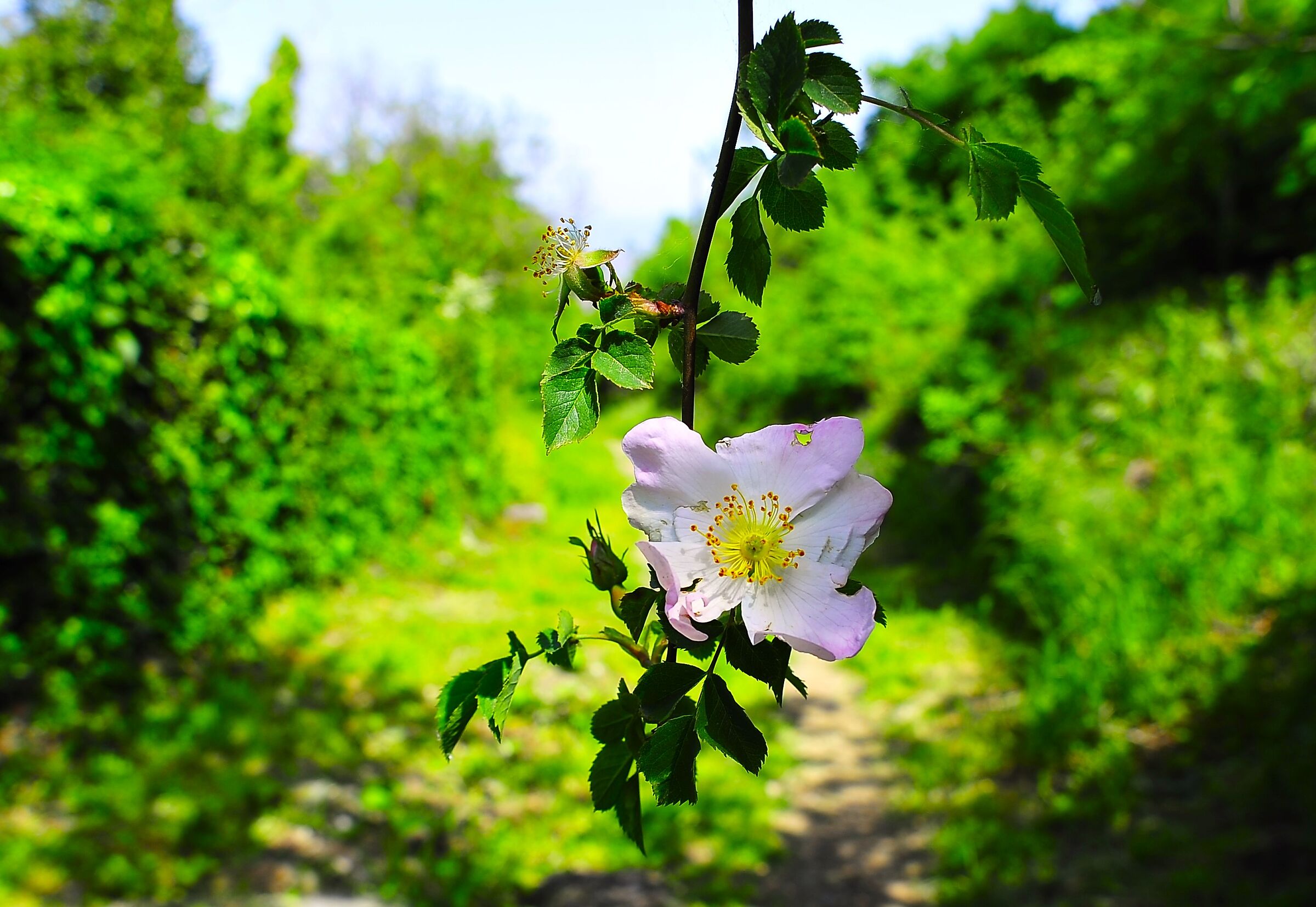 Un fiore per la festa della mamma
