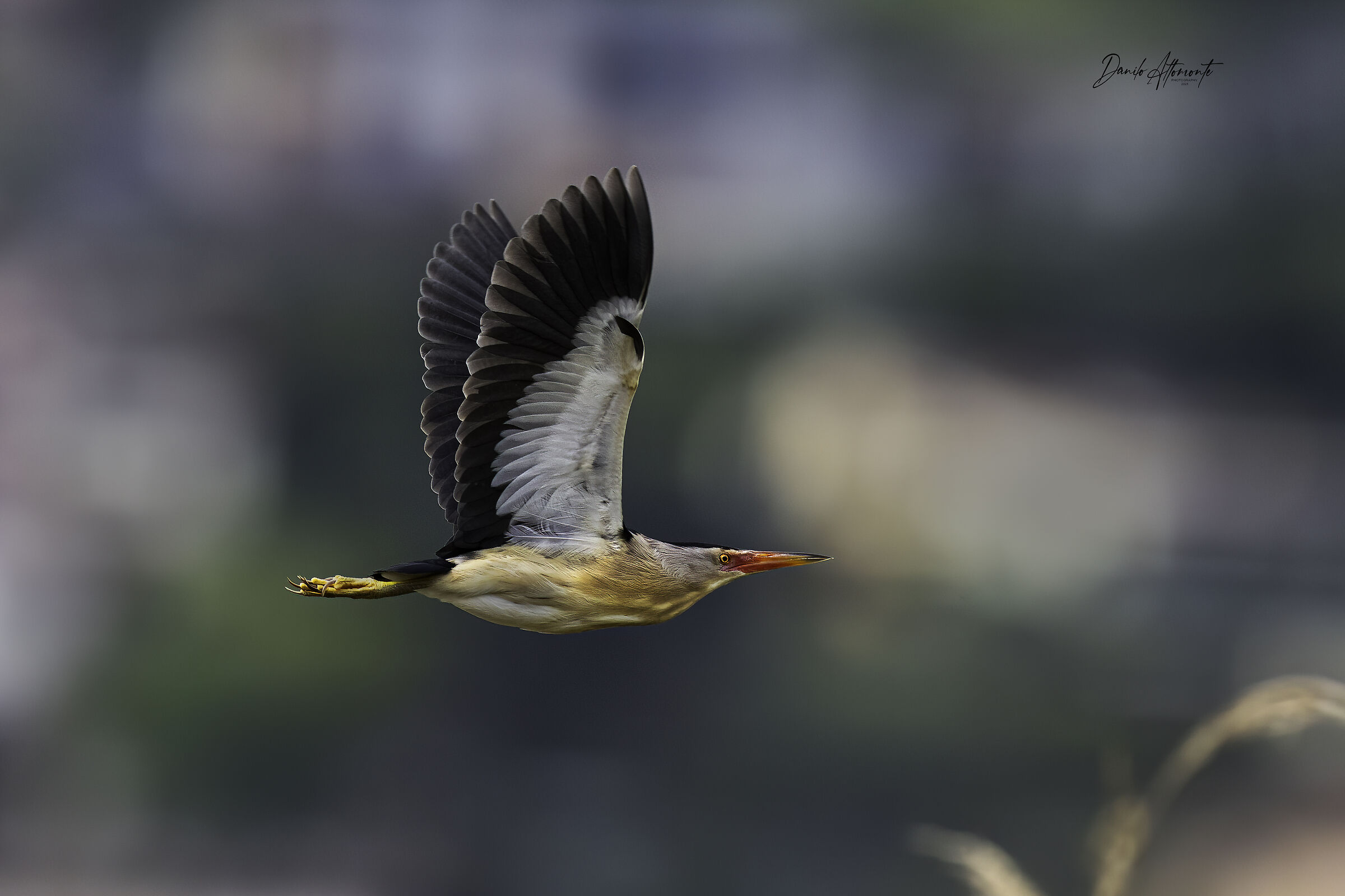 Tarabusino, inizia la stagione...
