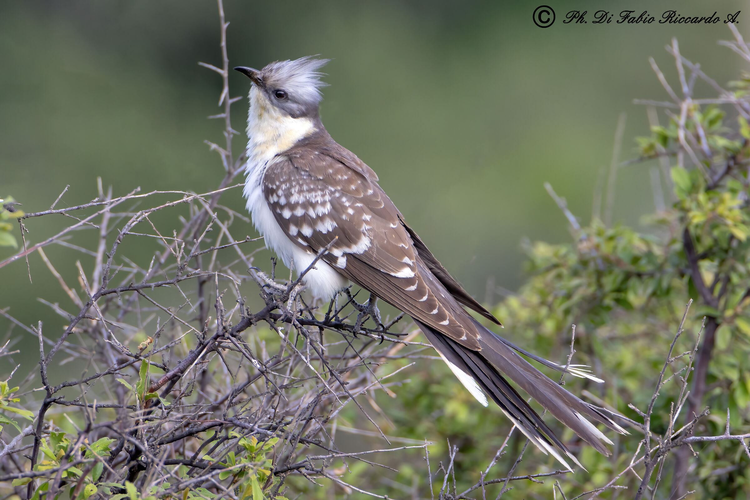 Tufted Cuckoo