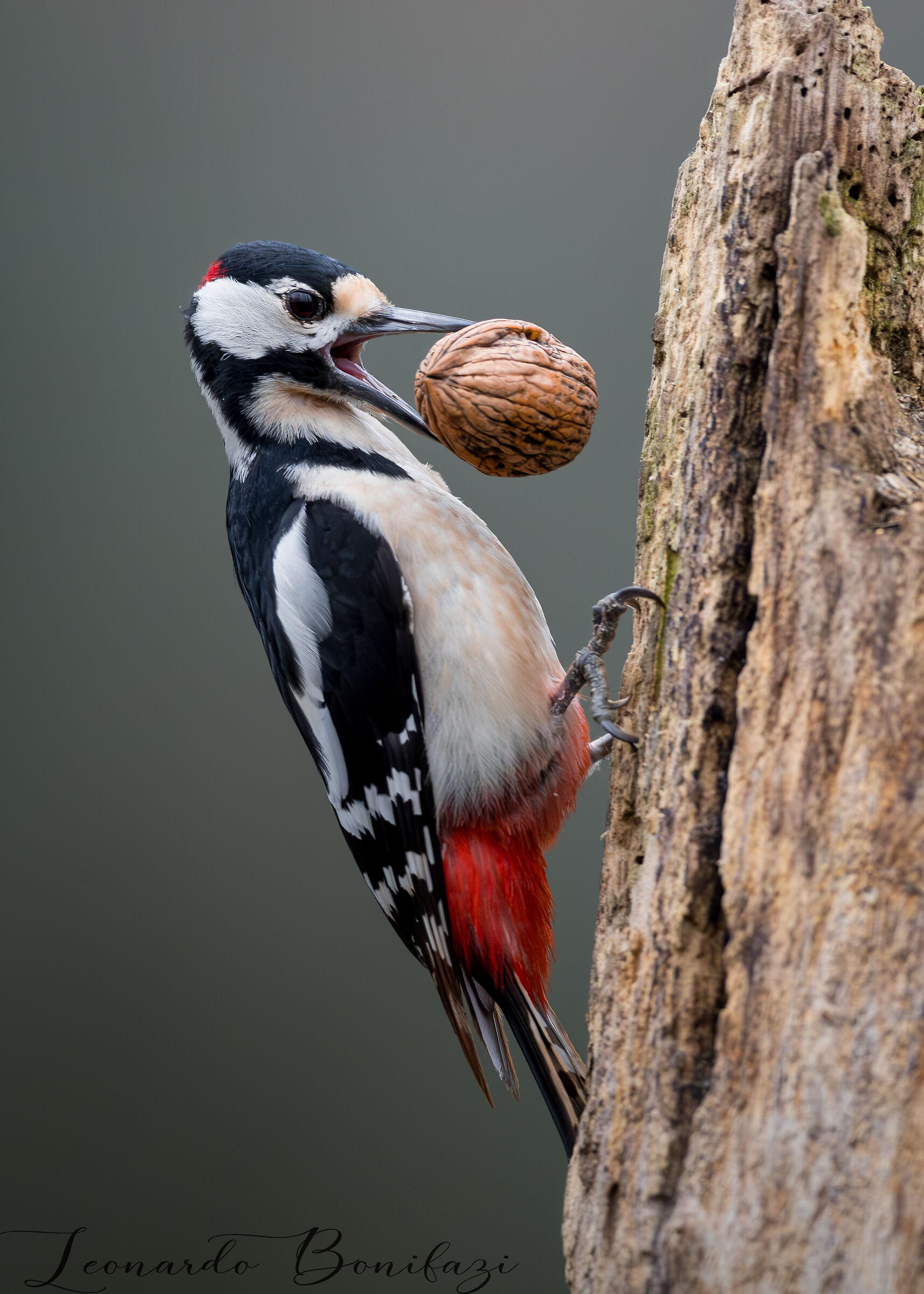 Great spotted woodpecker