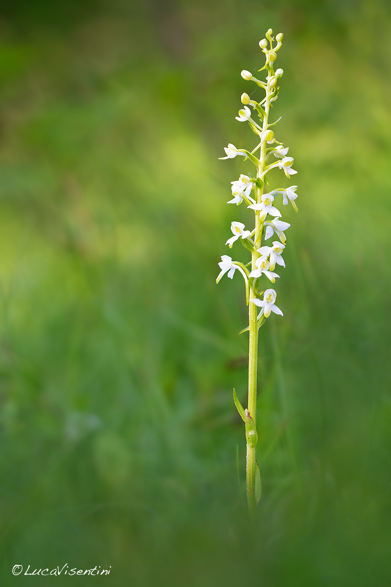 Platanthera chlorantha
