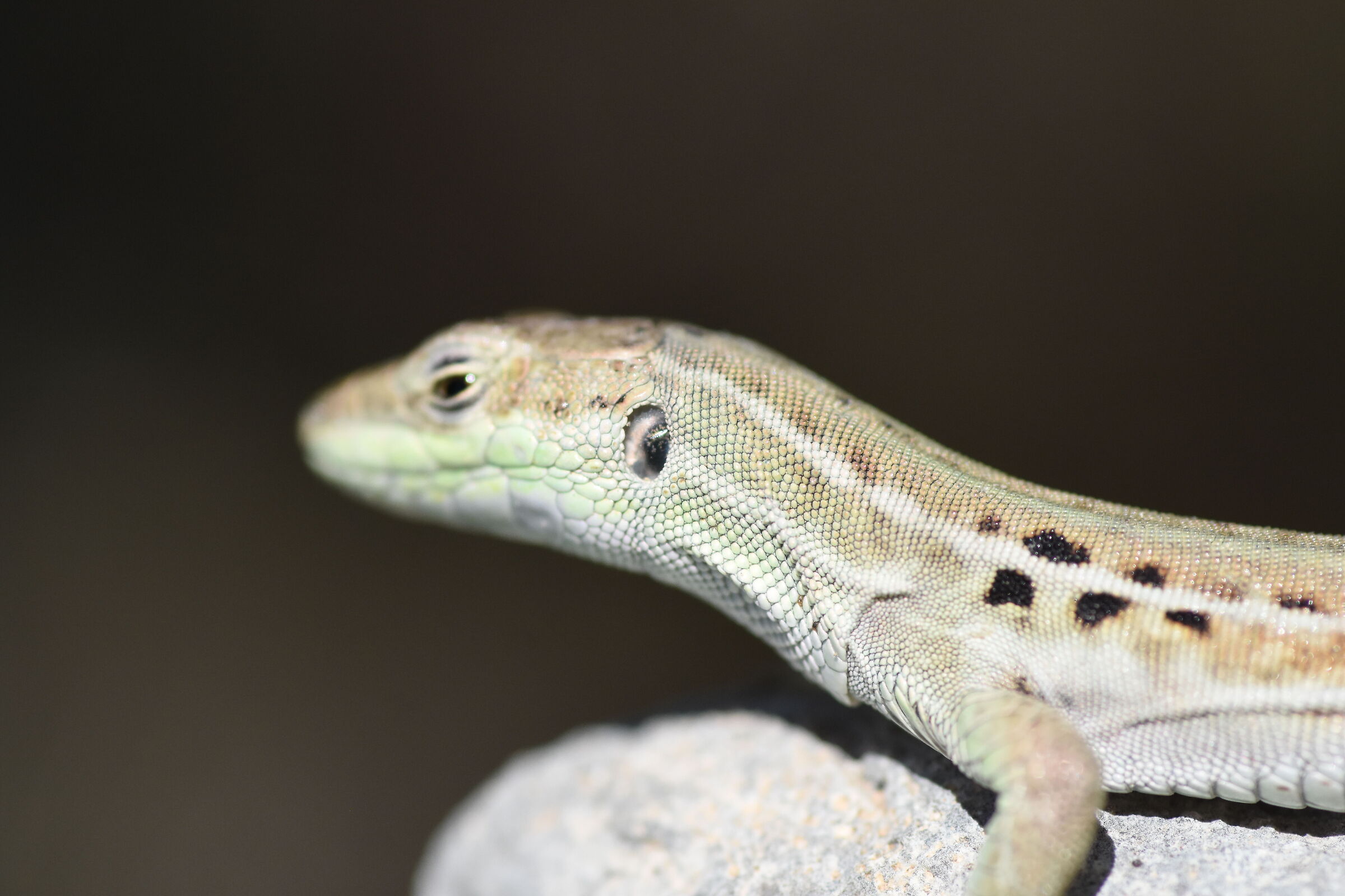 "Crop 150" 1/8 Mila, Tokina 100 F. 2.8 Atx-i- Nk.D 7200