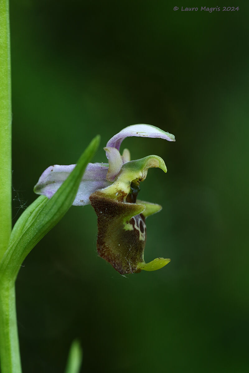 Ophrys holosericea