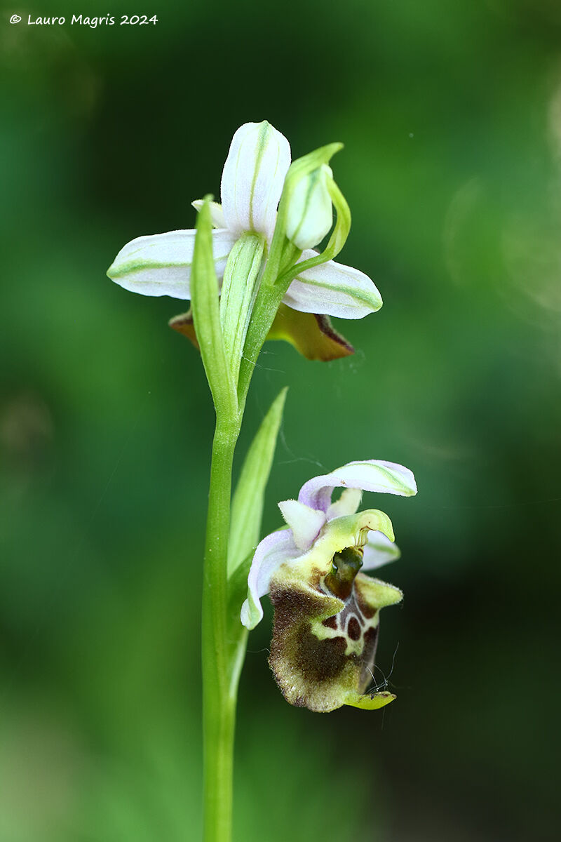 Ophrys holosericea