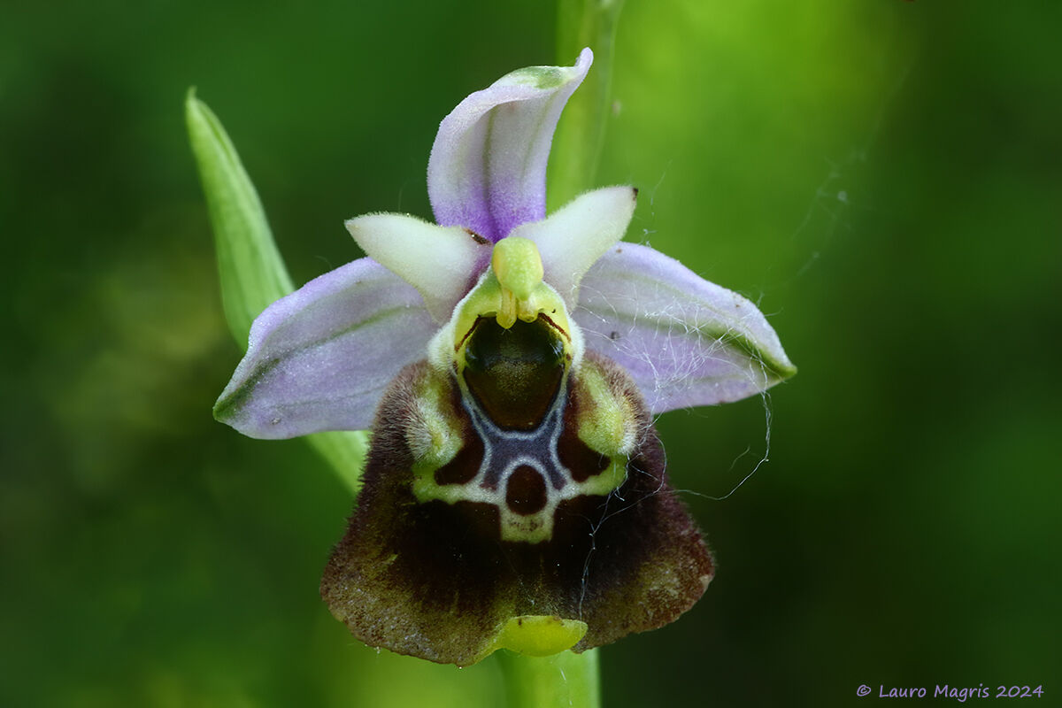 Ophrys holosericea