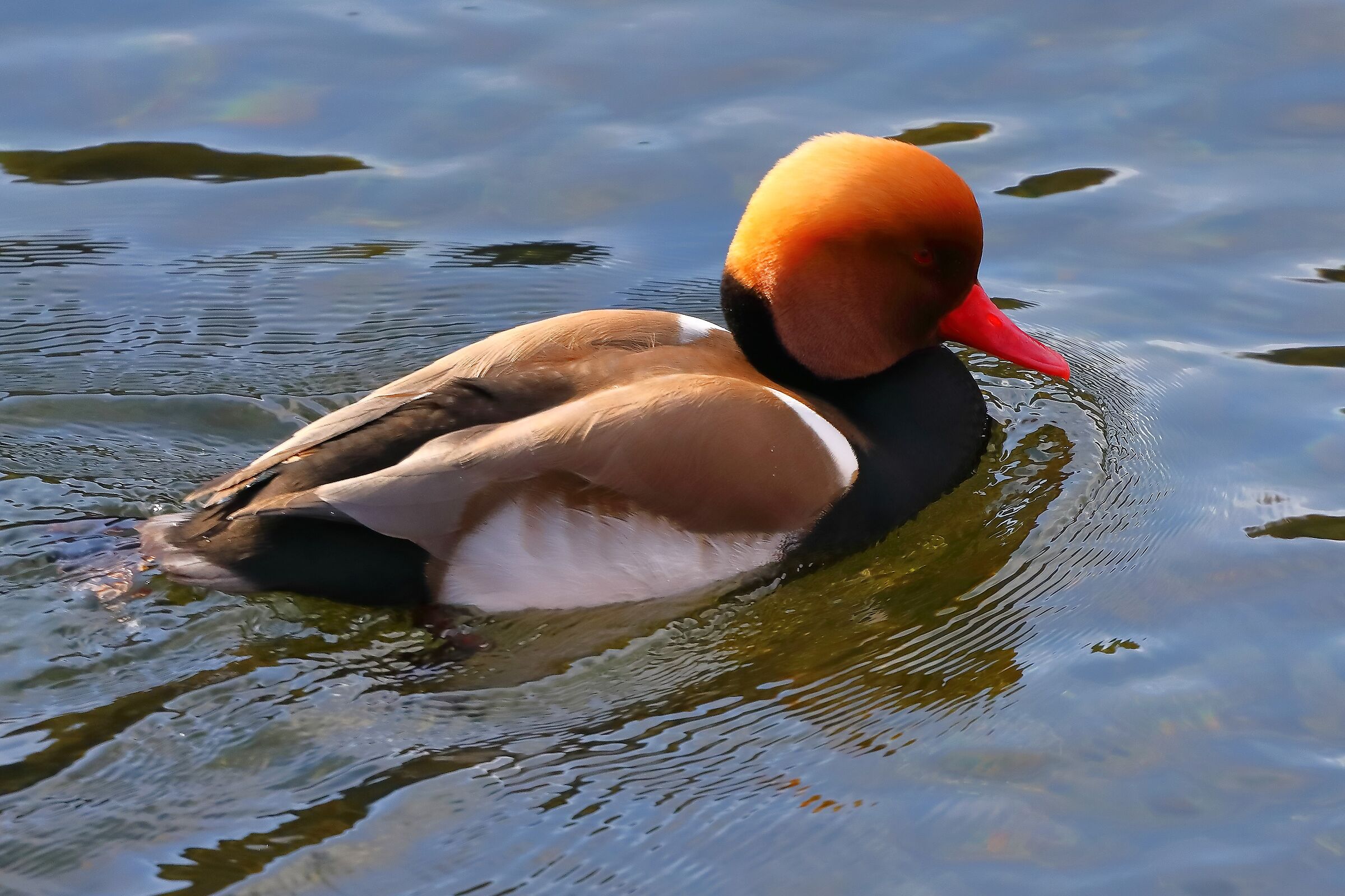 Turkish Pochard M 04 March 2024 - 0027