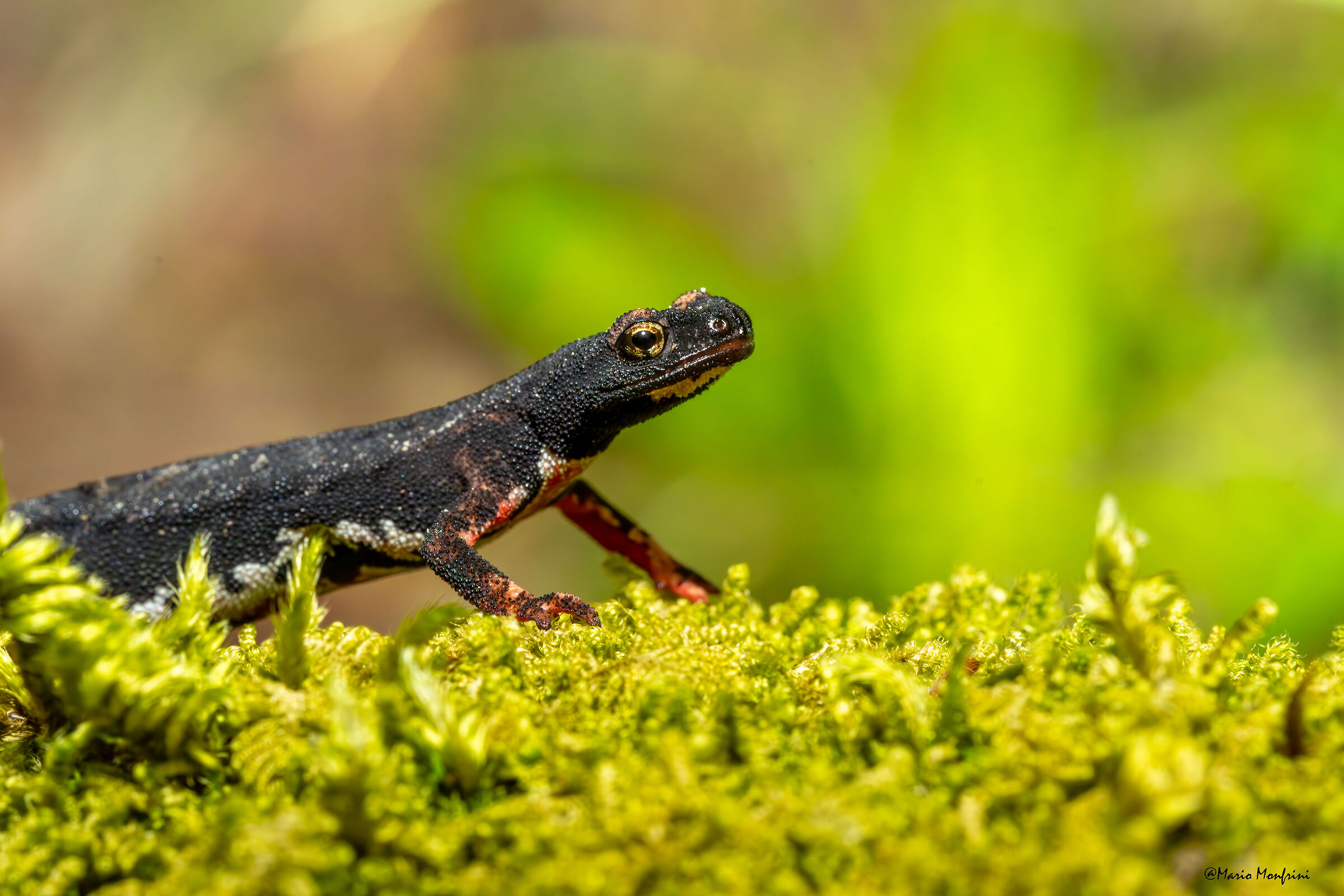 An all-Italian jewel