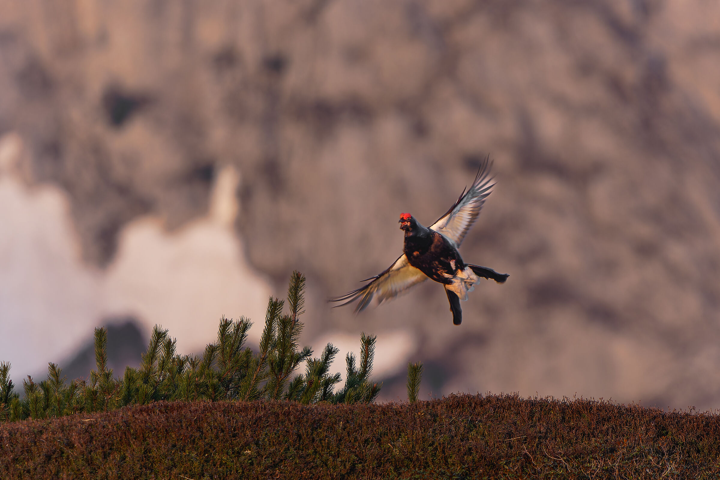 Gallo forcello in volo