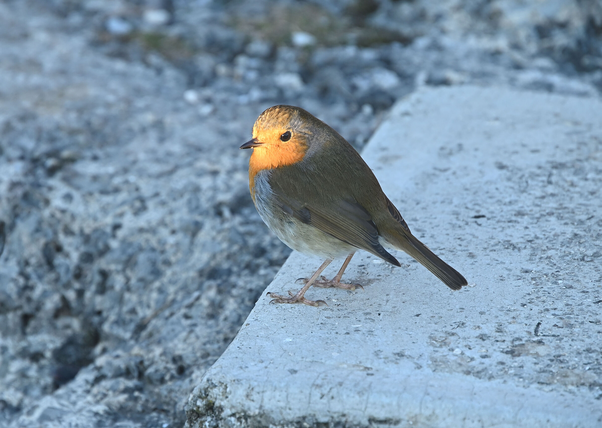 L'ultimo raggio di sole sul pettirosso...