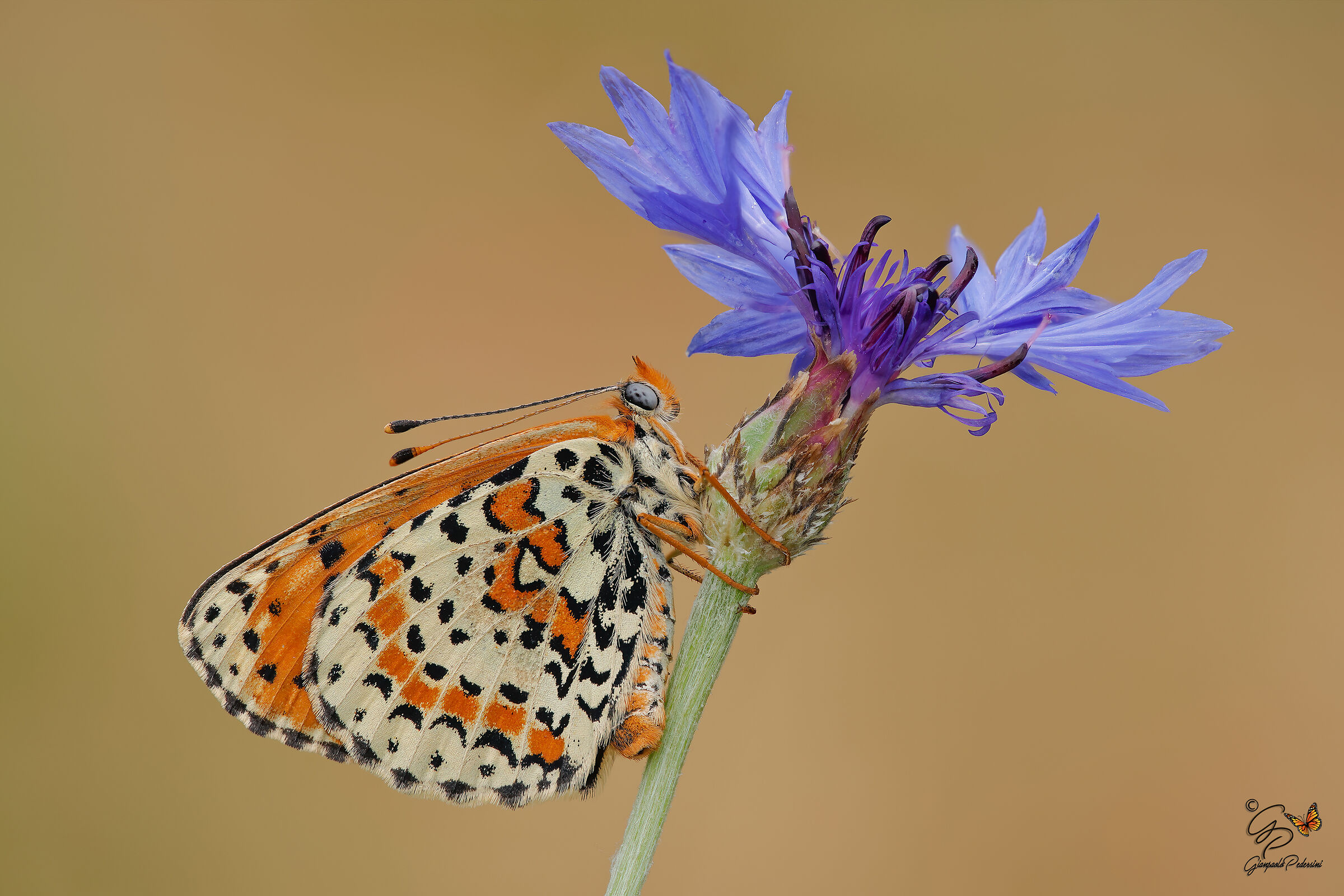 Melitaea didyma