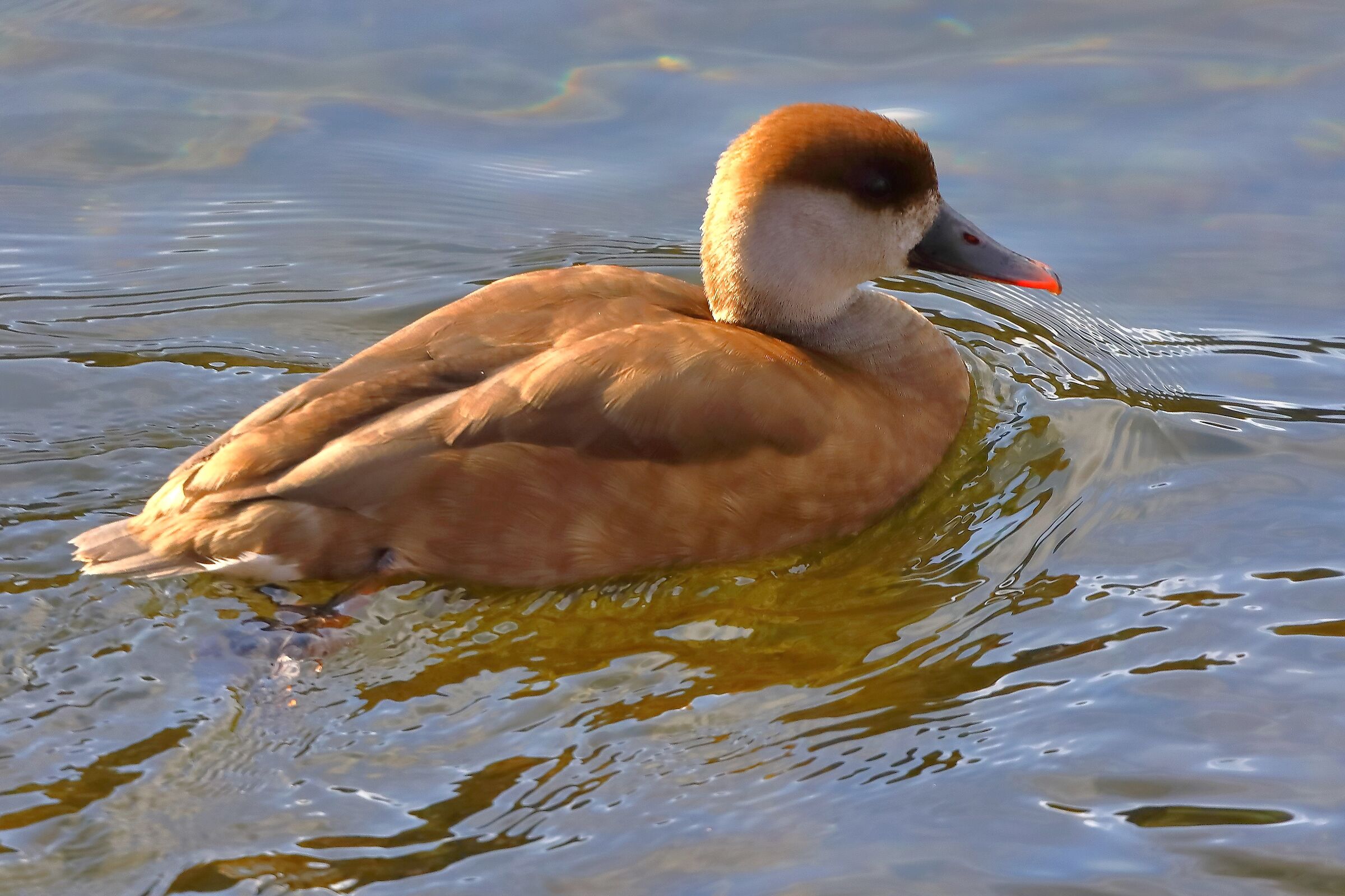 Turkish Pochard F 04 March 2024 - 0029