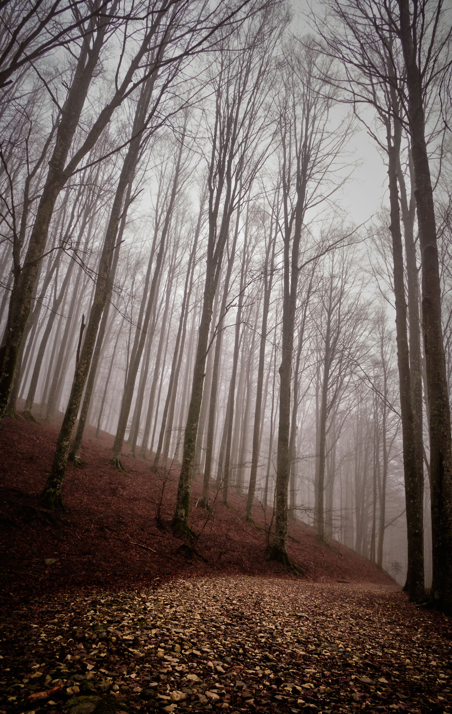 Forest red and perpetual rain