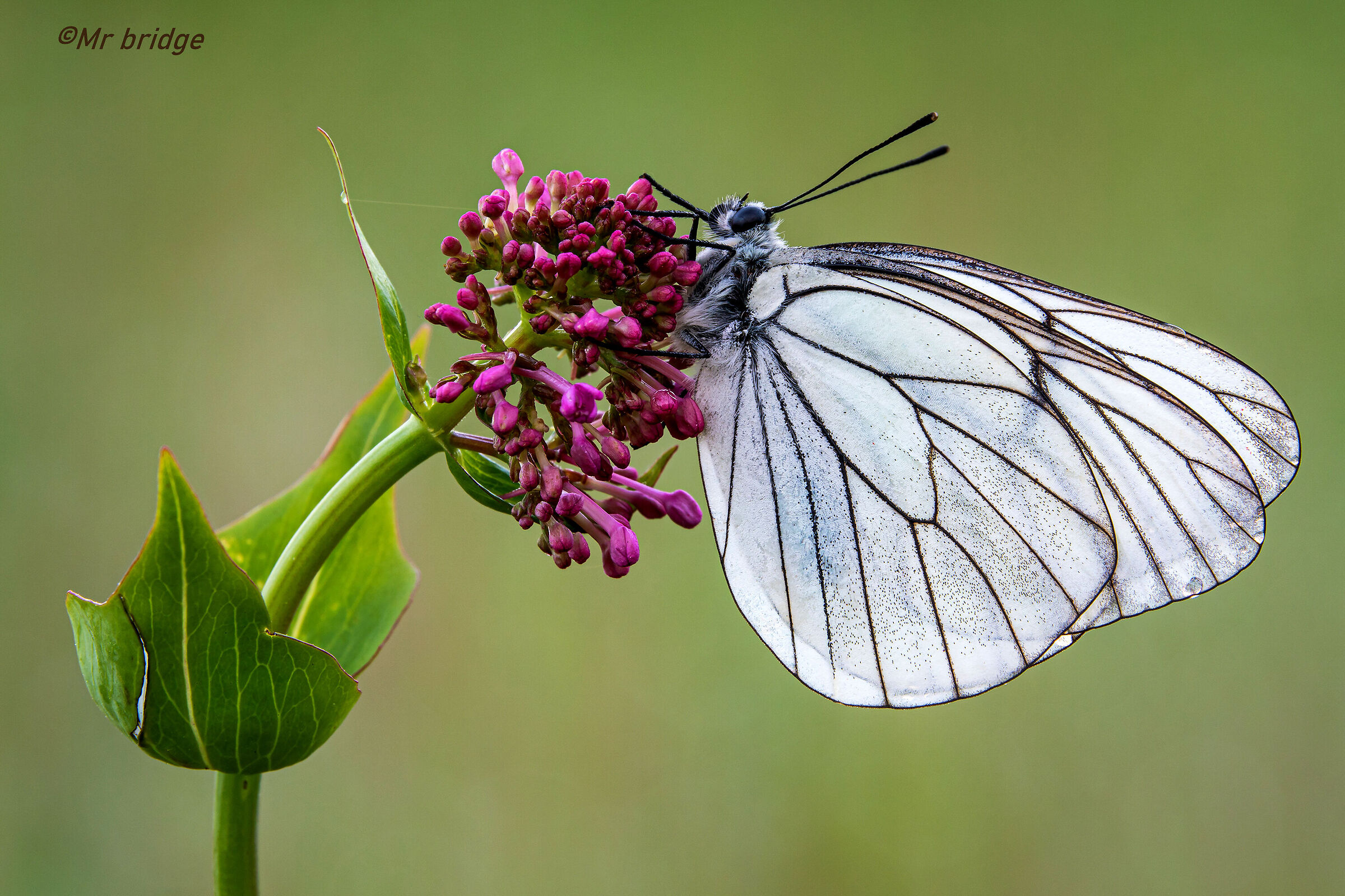 Poria on the RX10 Mark 4