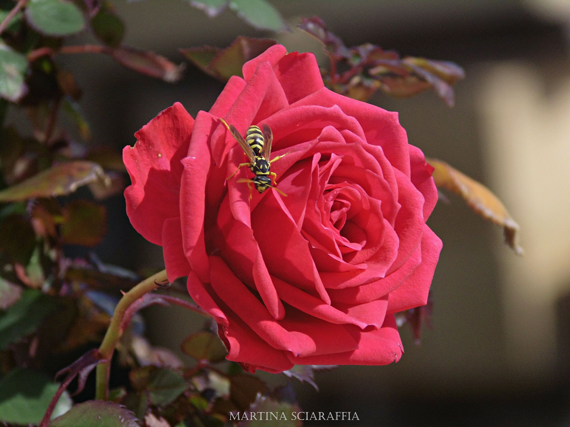 Bee posing on a rose