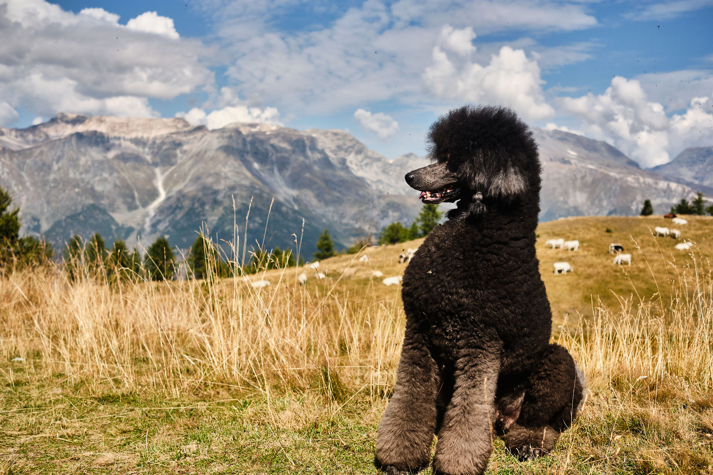 Contemplating the infinite