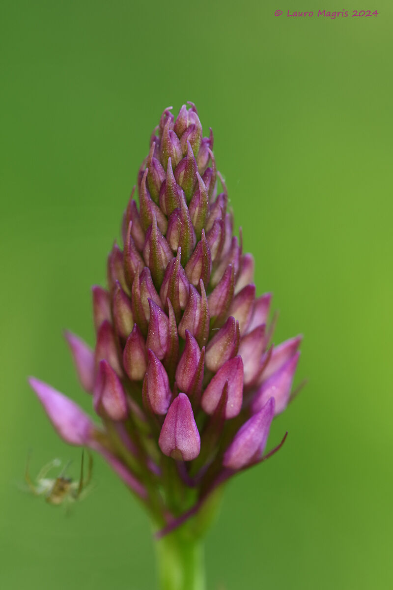 Orchide piramidale "Anacamtis pyramidalis"