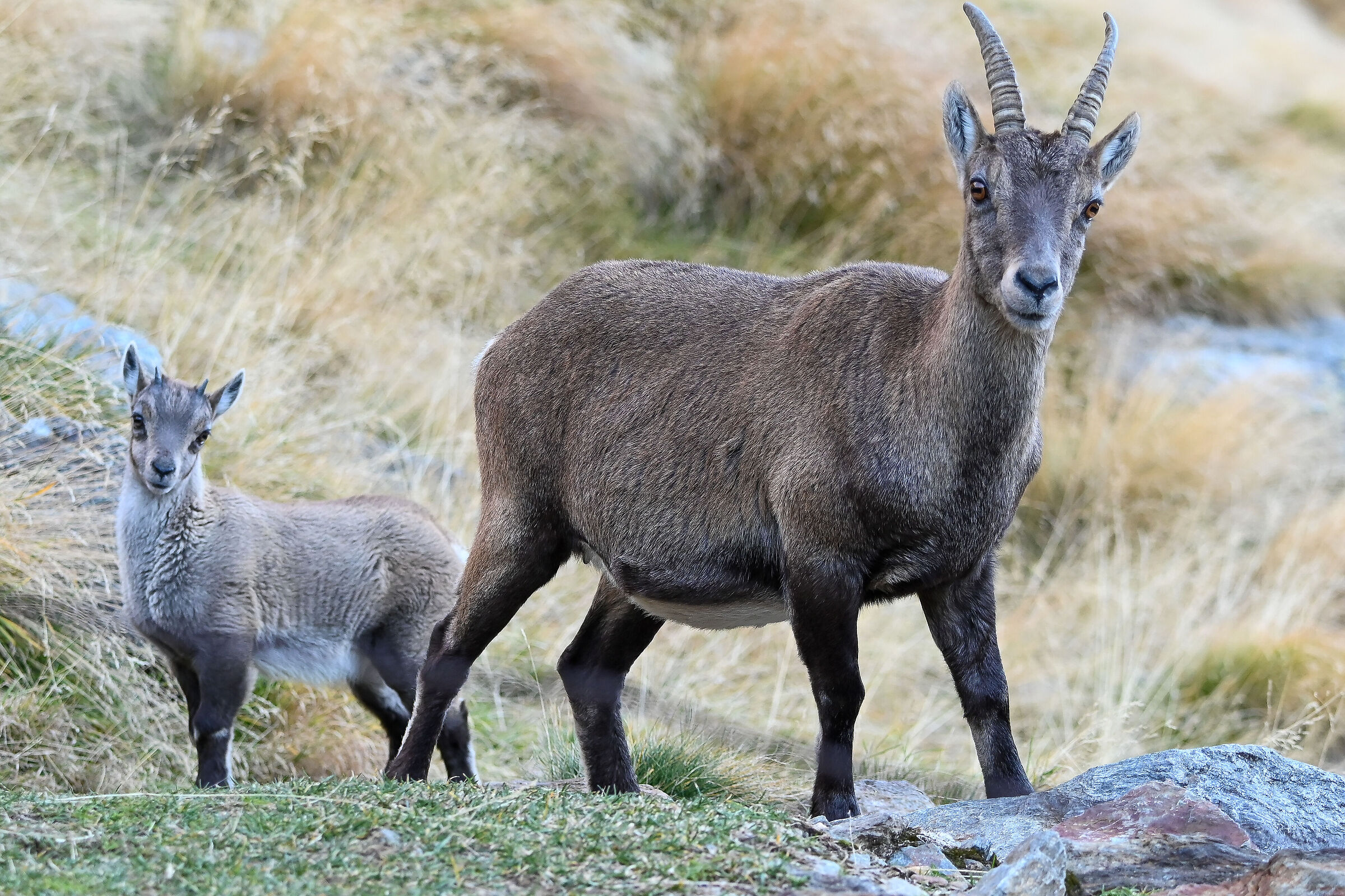 Stambecco femmina e piccolo