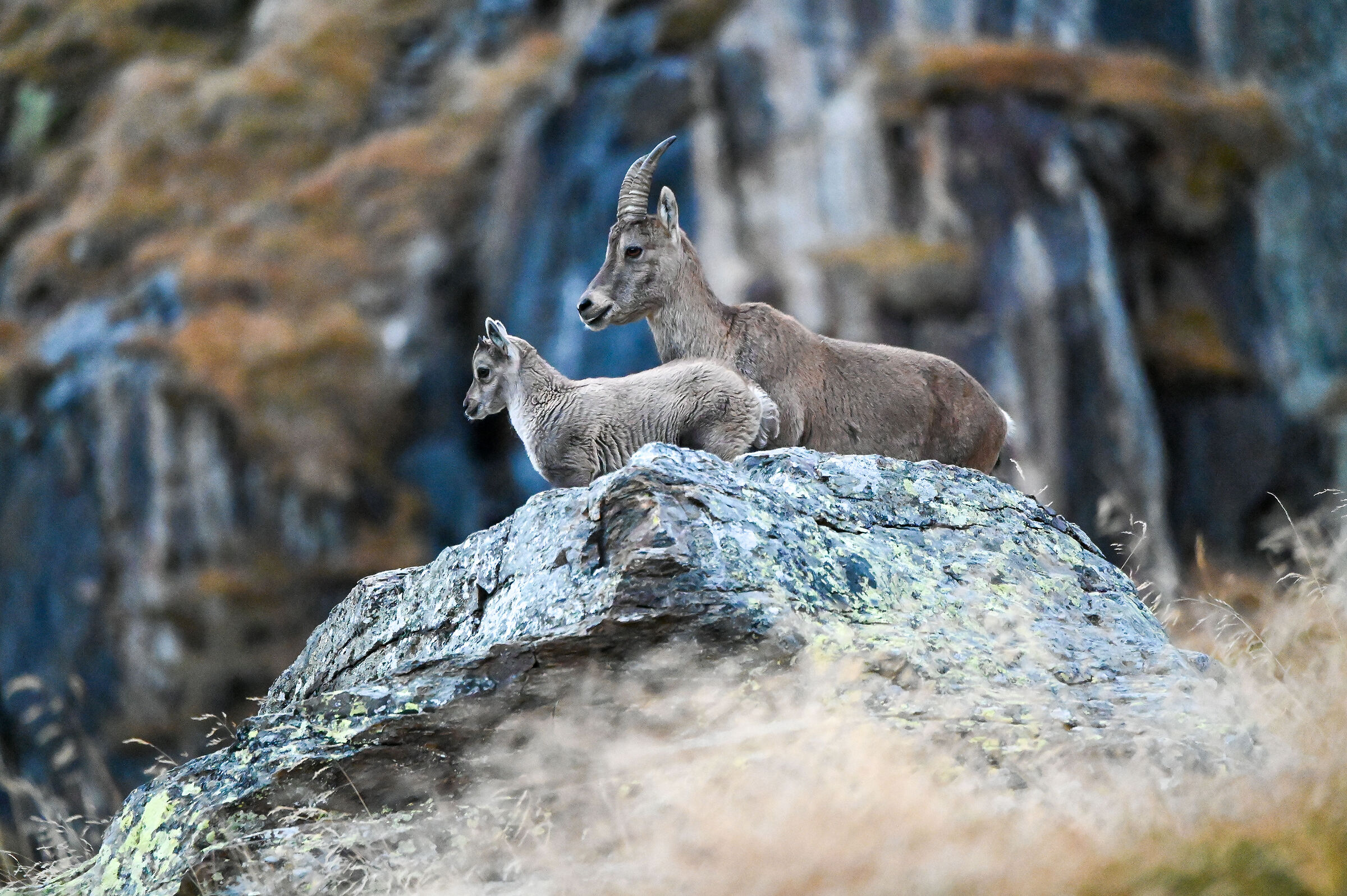 Stambecco femmina e piccolo