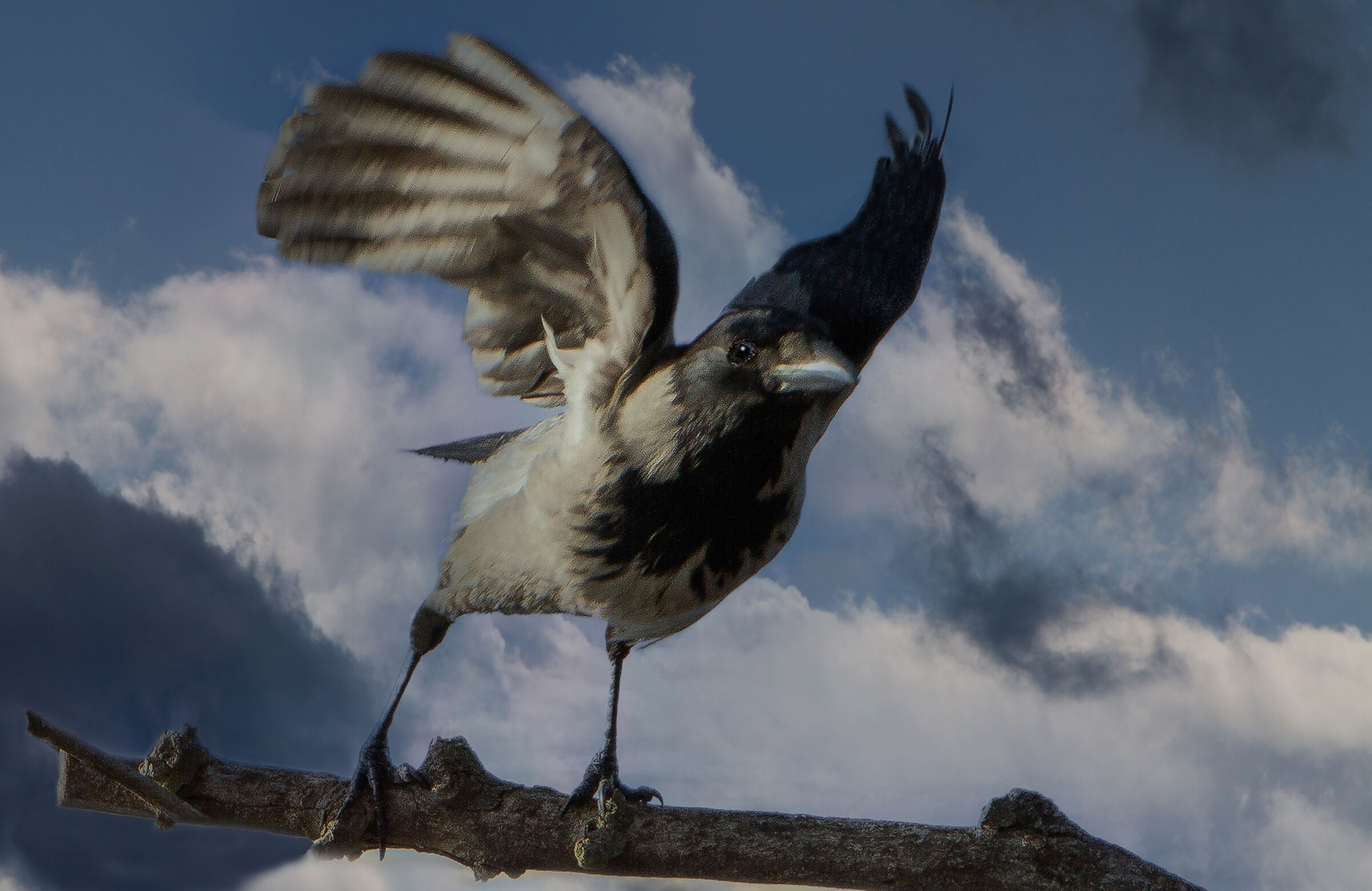 Hooded crow