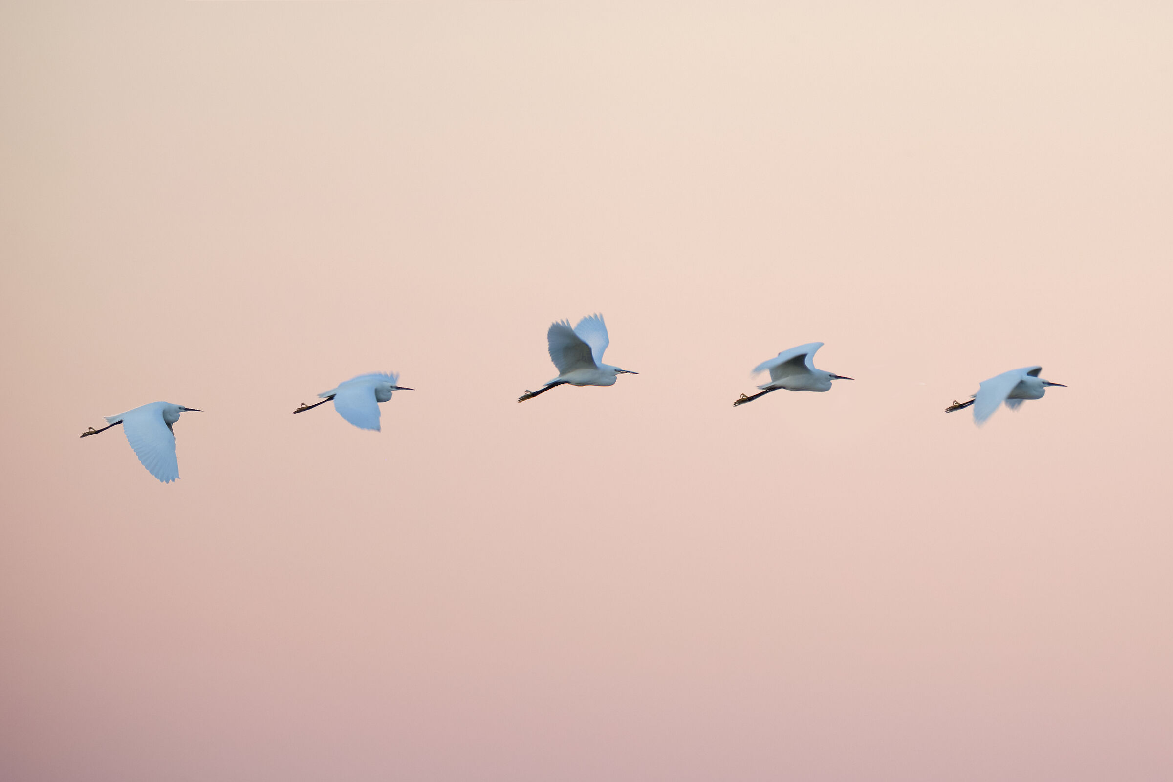 Phases of flight at dawn