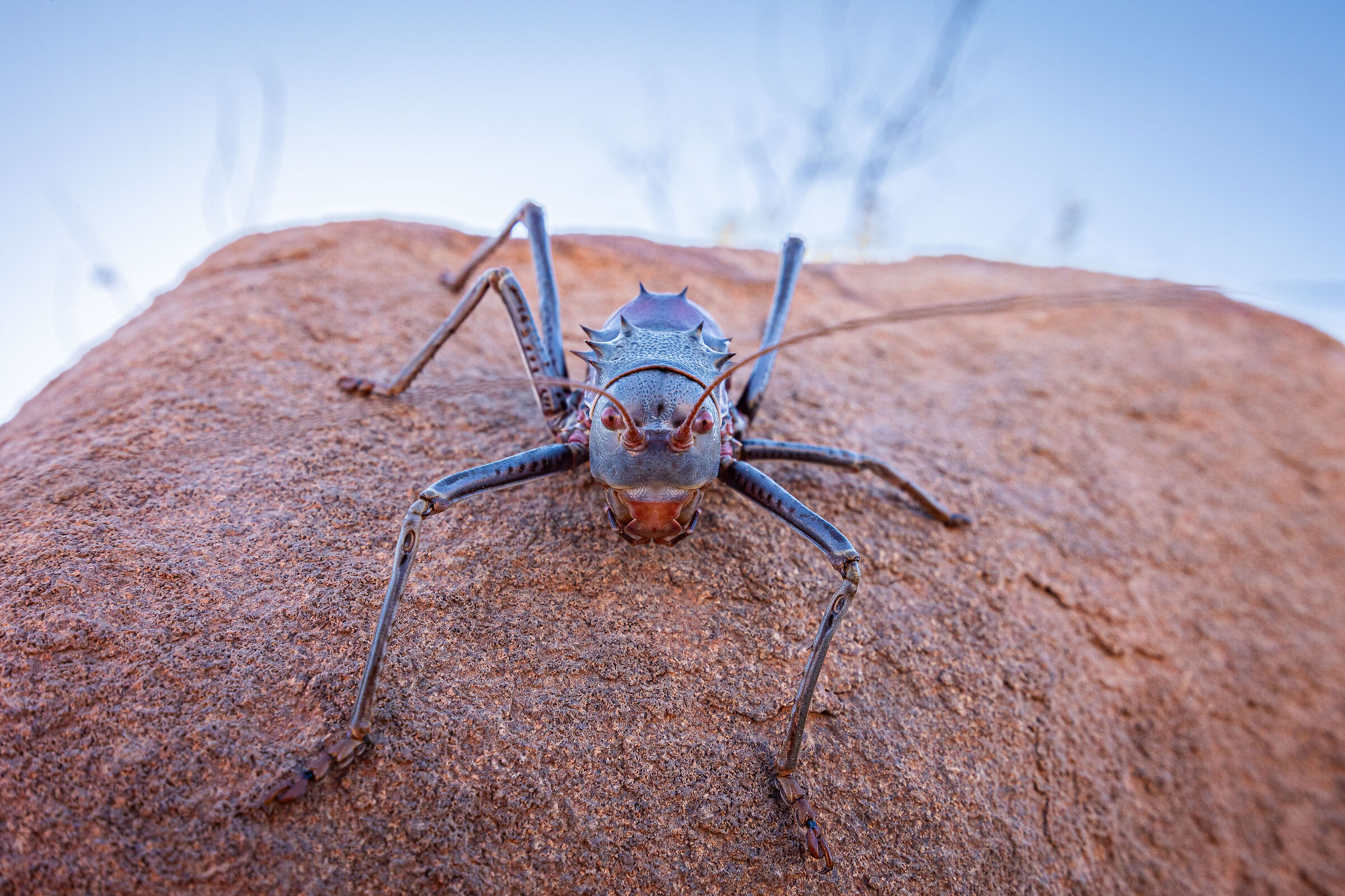 Armoured Ground Cricket