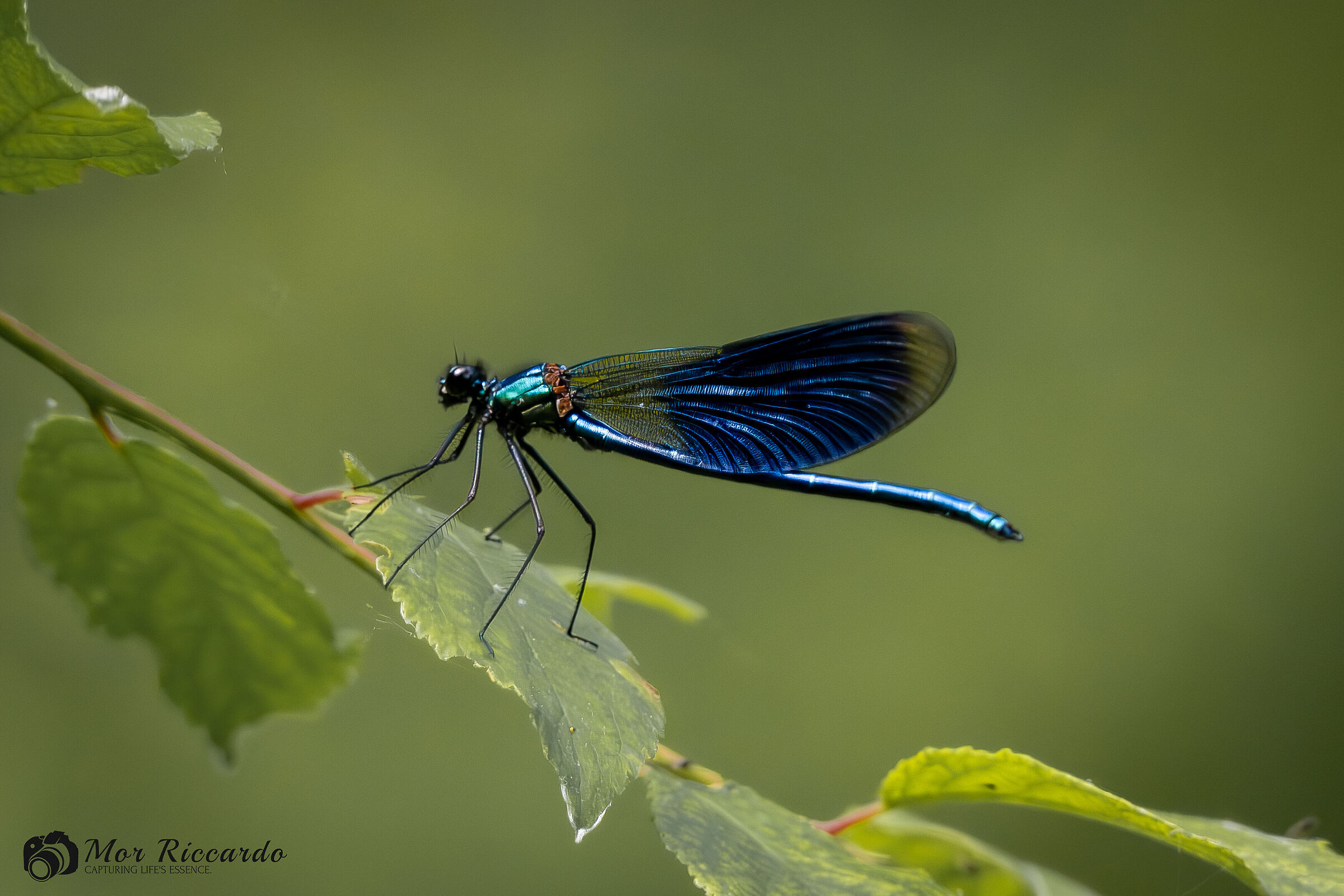 Libellula