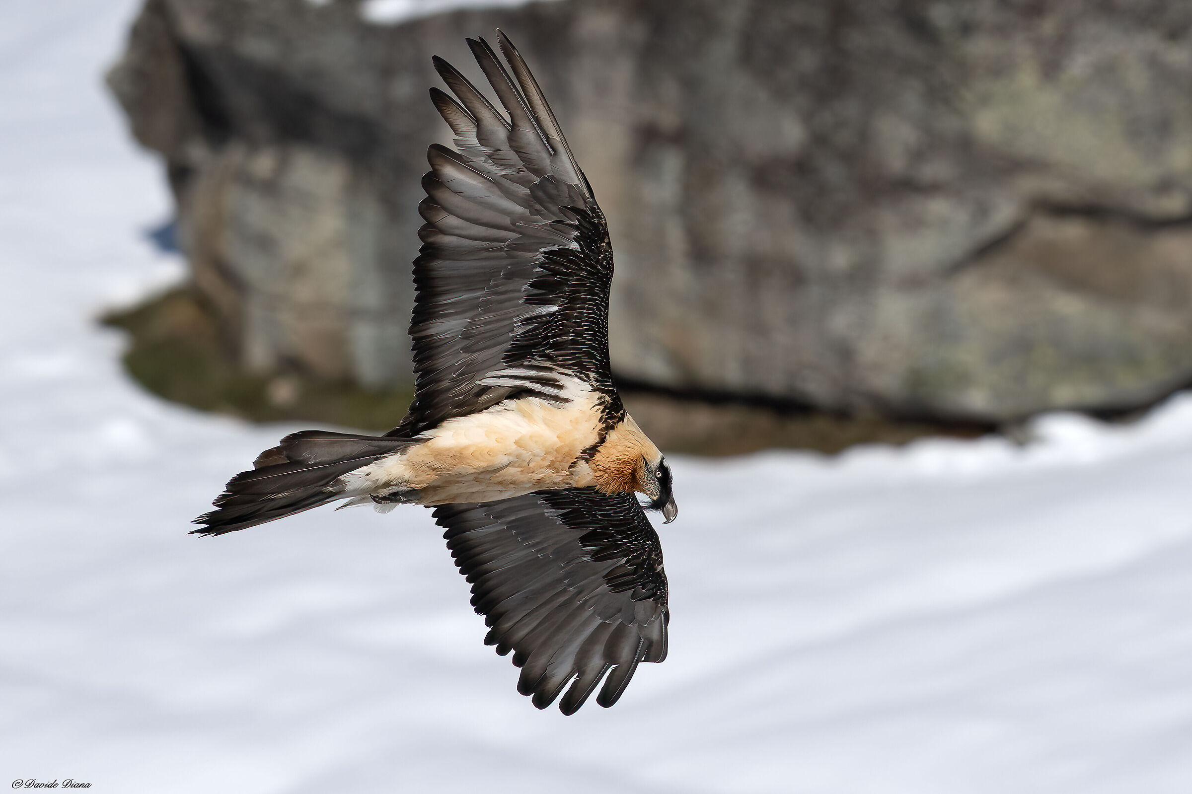 Gypaetus barbatus - Gran Paradiso National Park