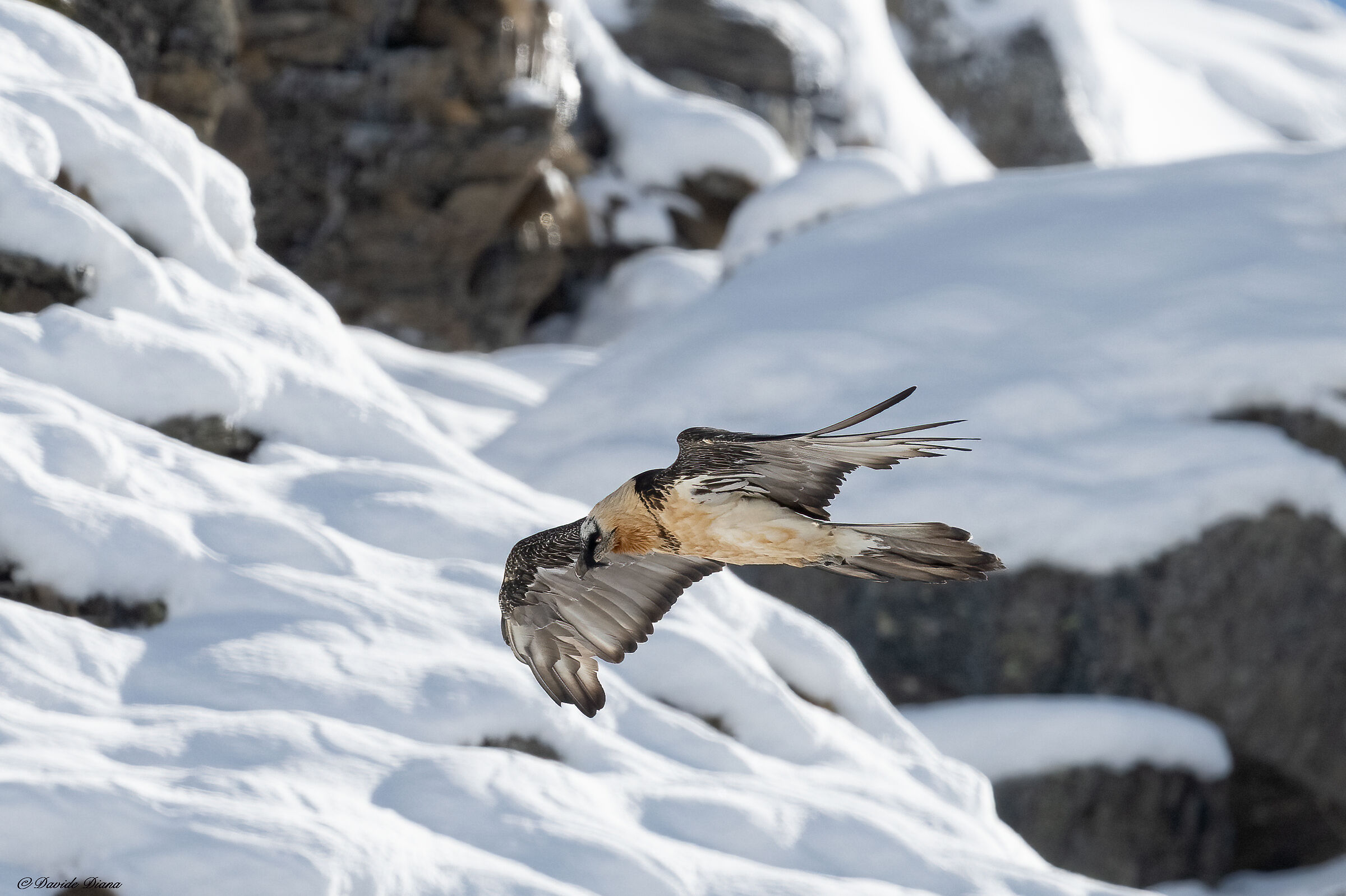 Gypaetus barbatus - Gran Paradiso National Park