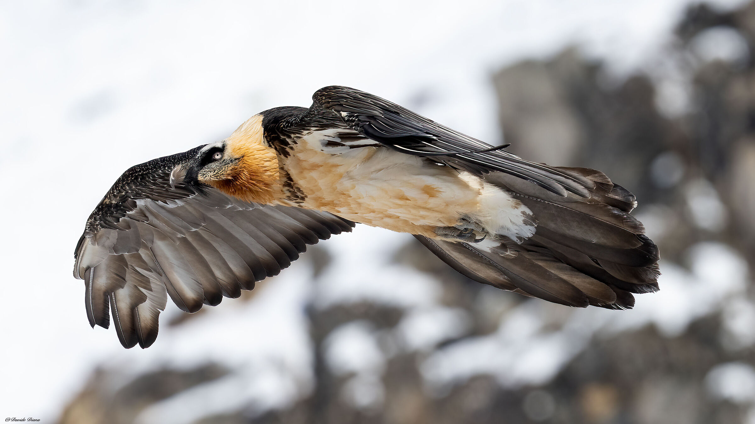 Gypaetus barbatus - Gran Paradiso National Park
