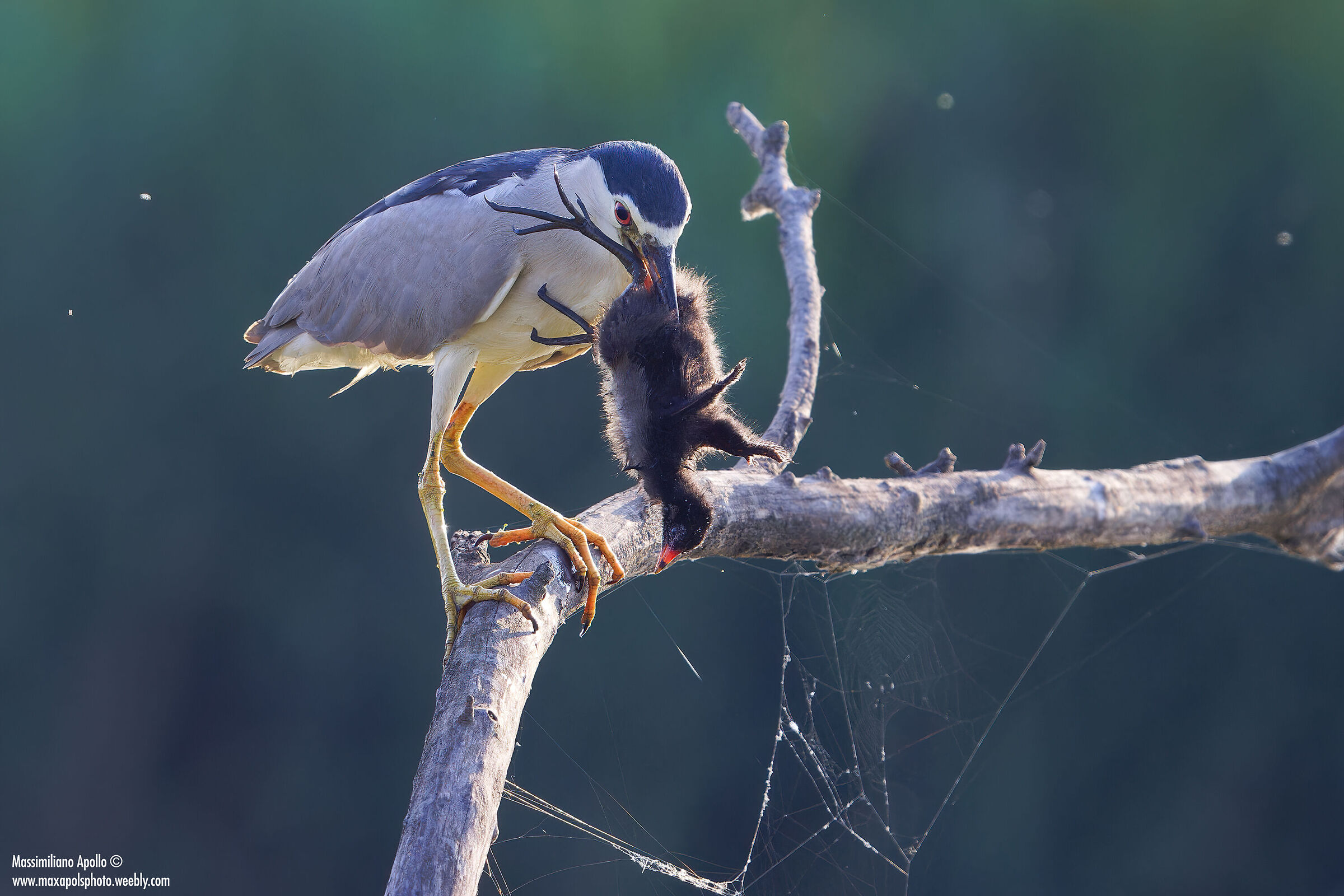 nitticora "killer",,,