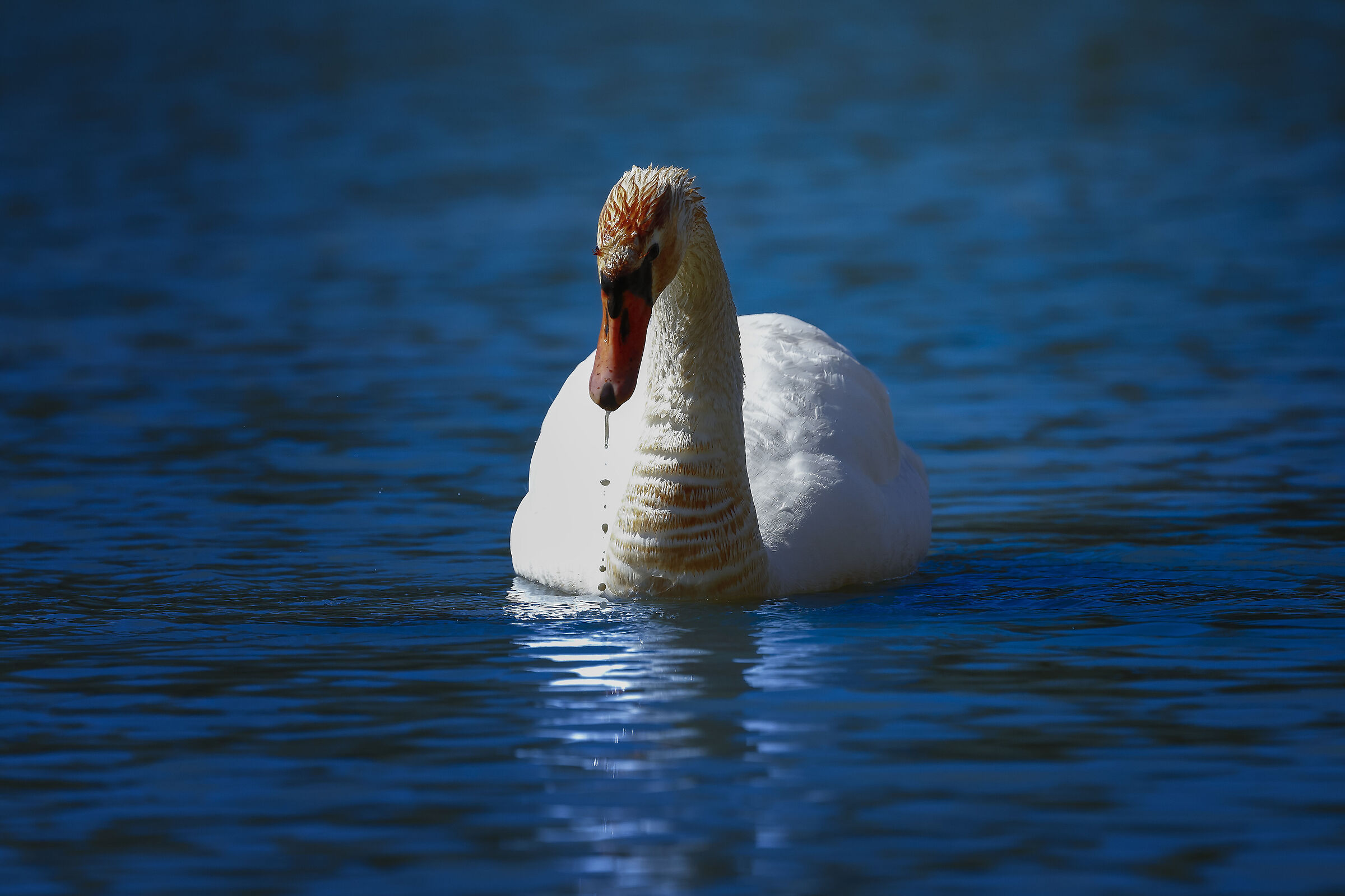 Elegance in nature.