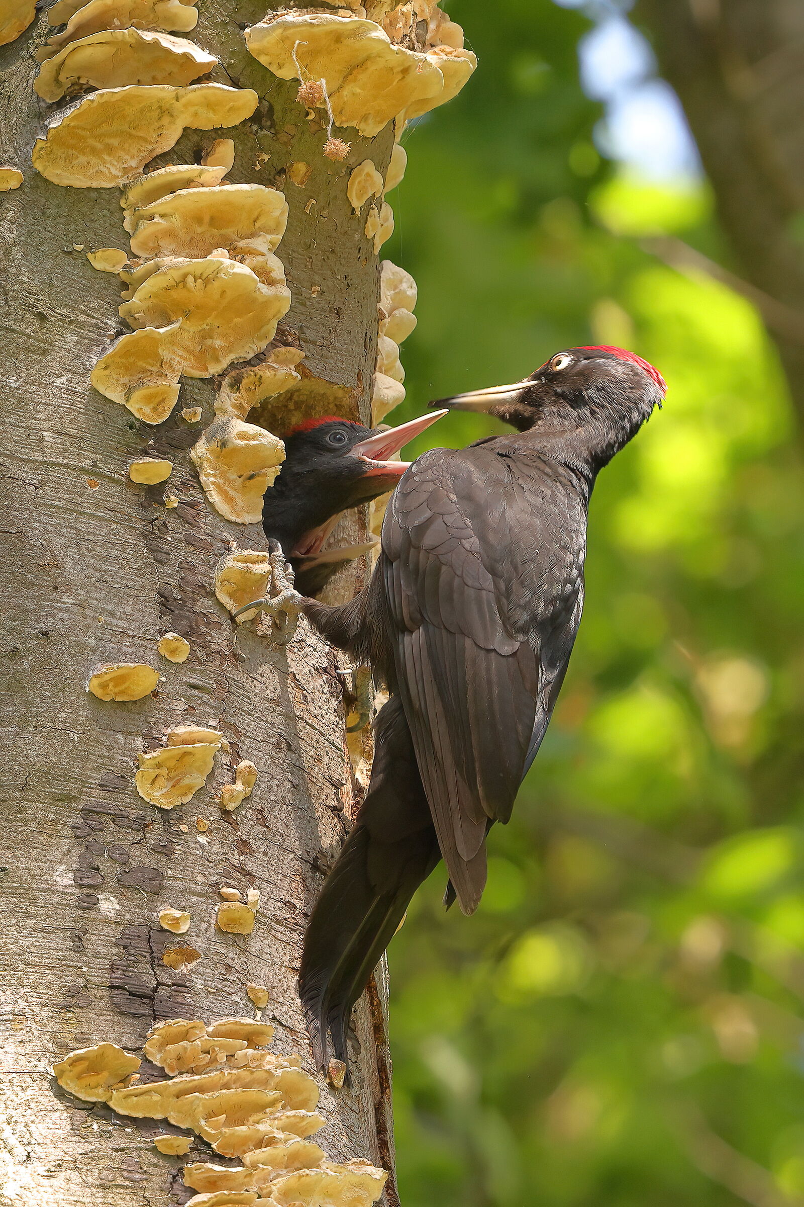 L'imbeccata dei picchi neri