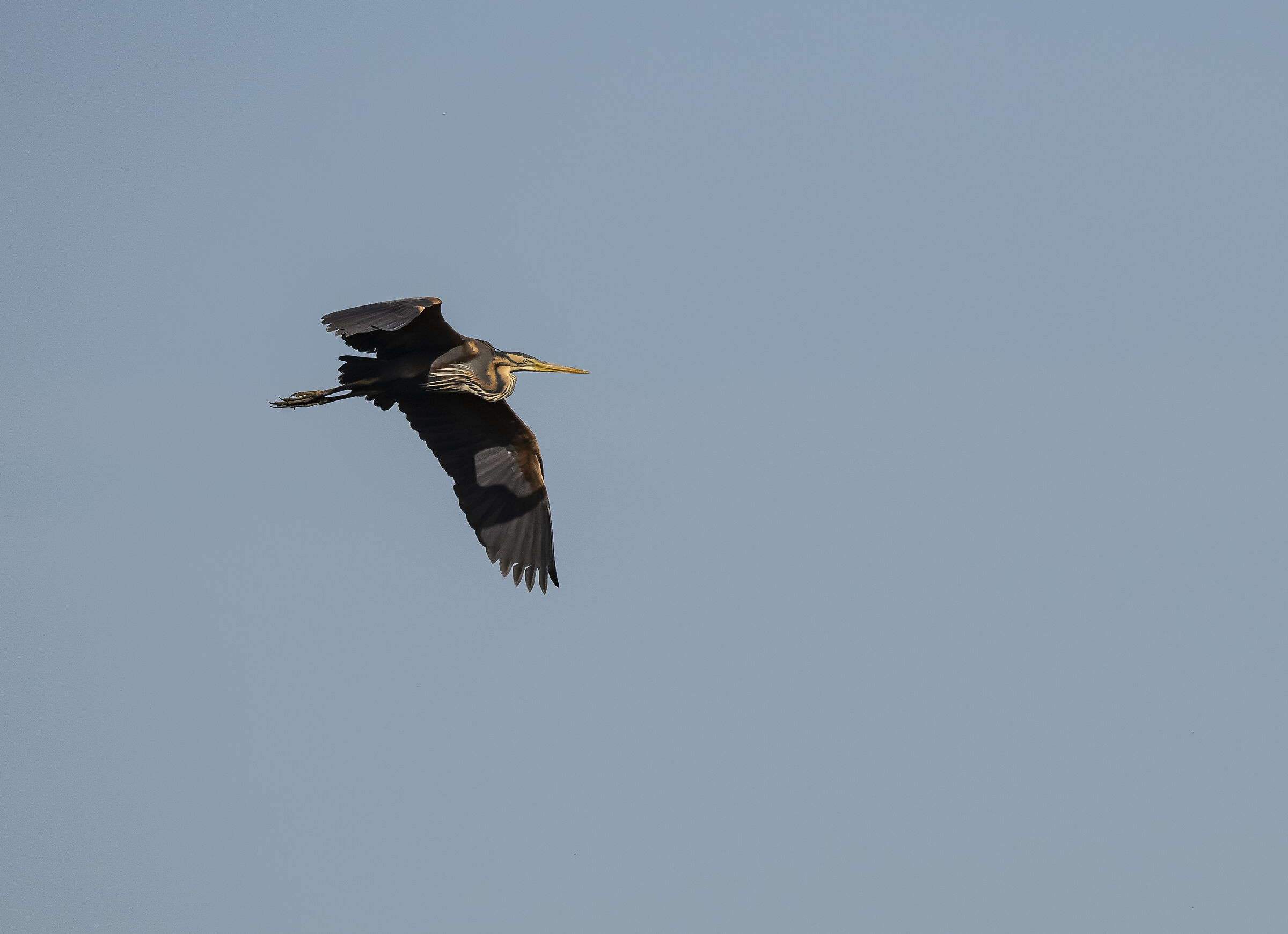 Purple heron in flight