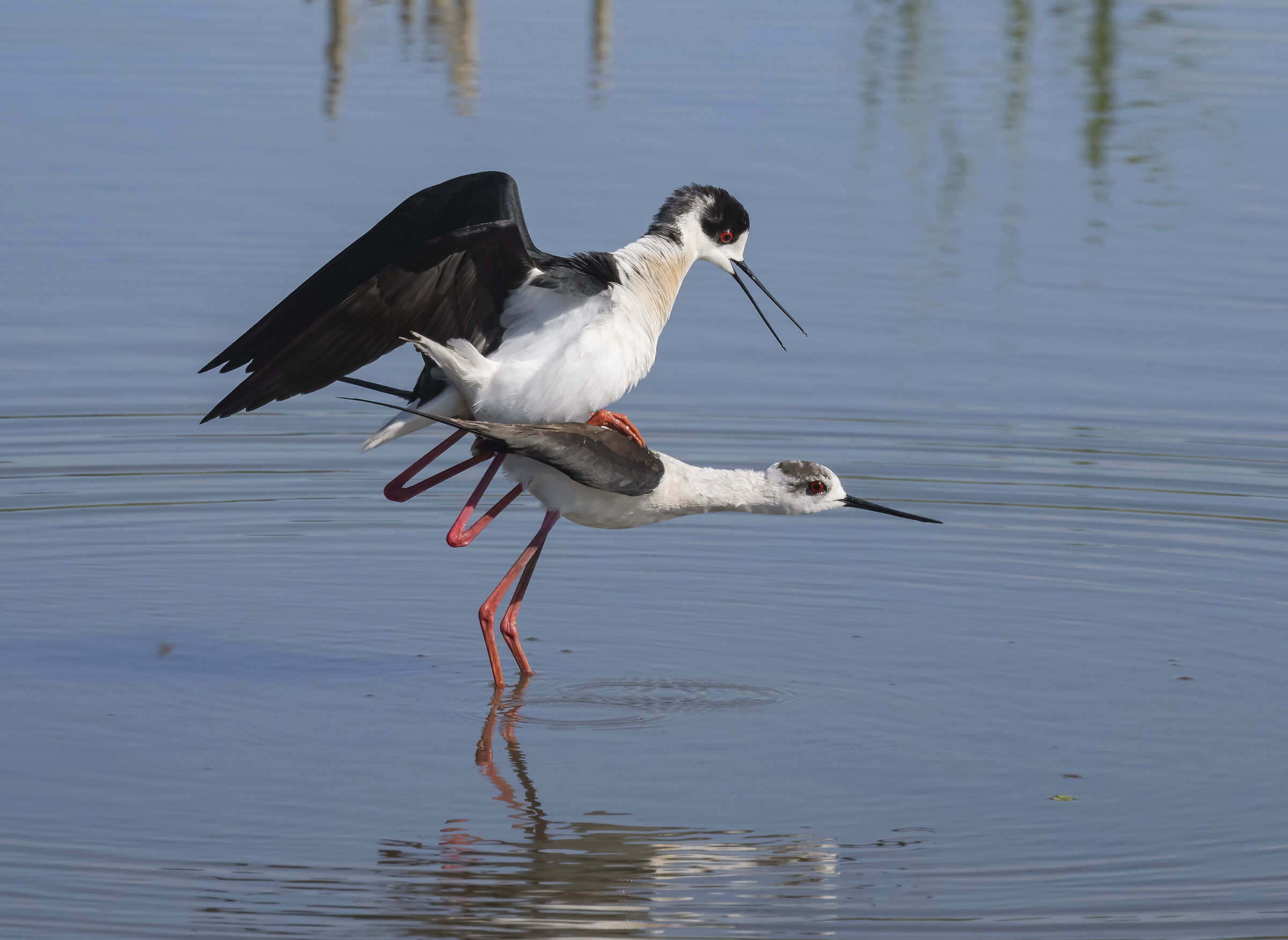 Cavalieri d'Italia - mating