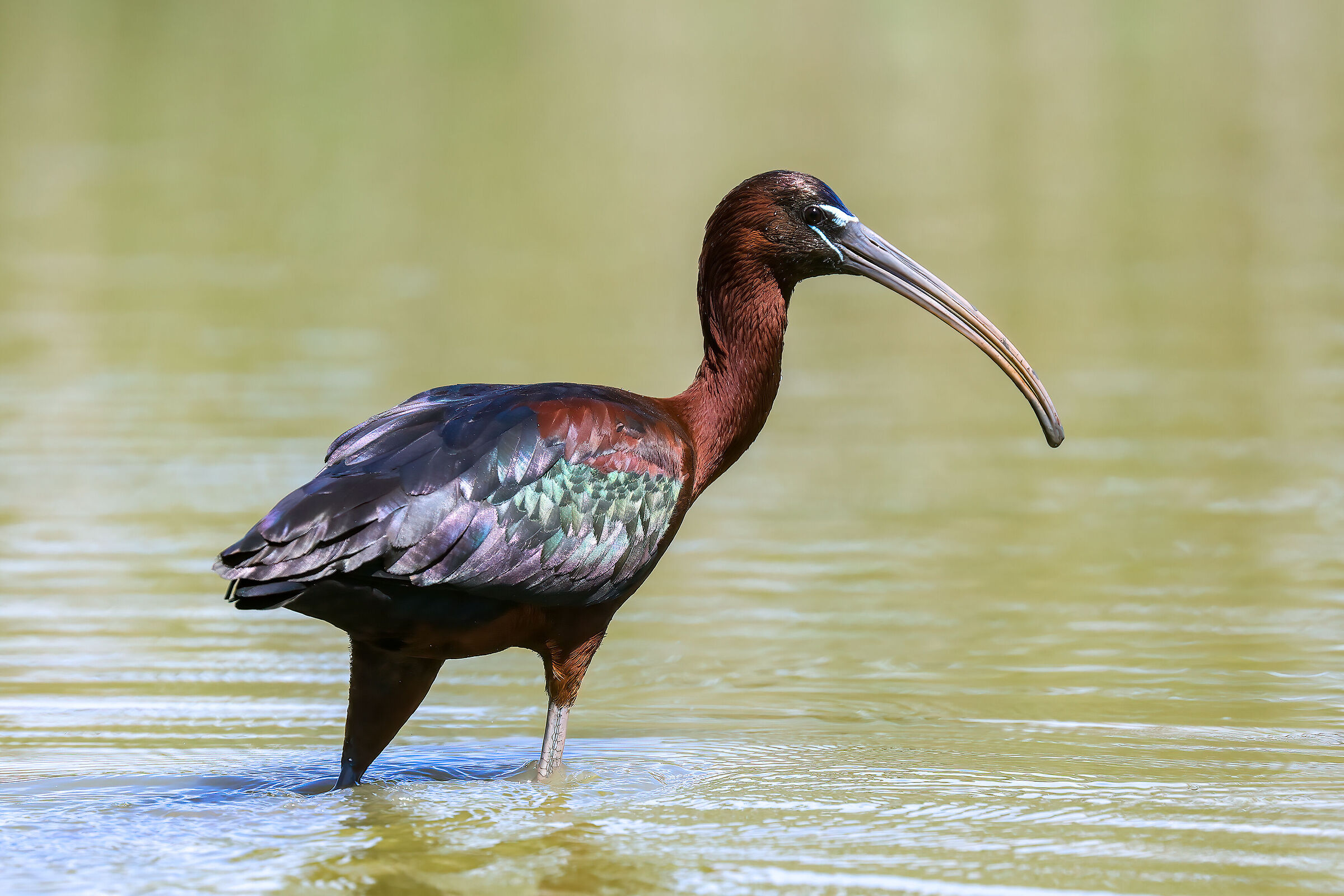 Ibis
