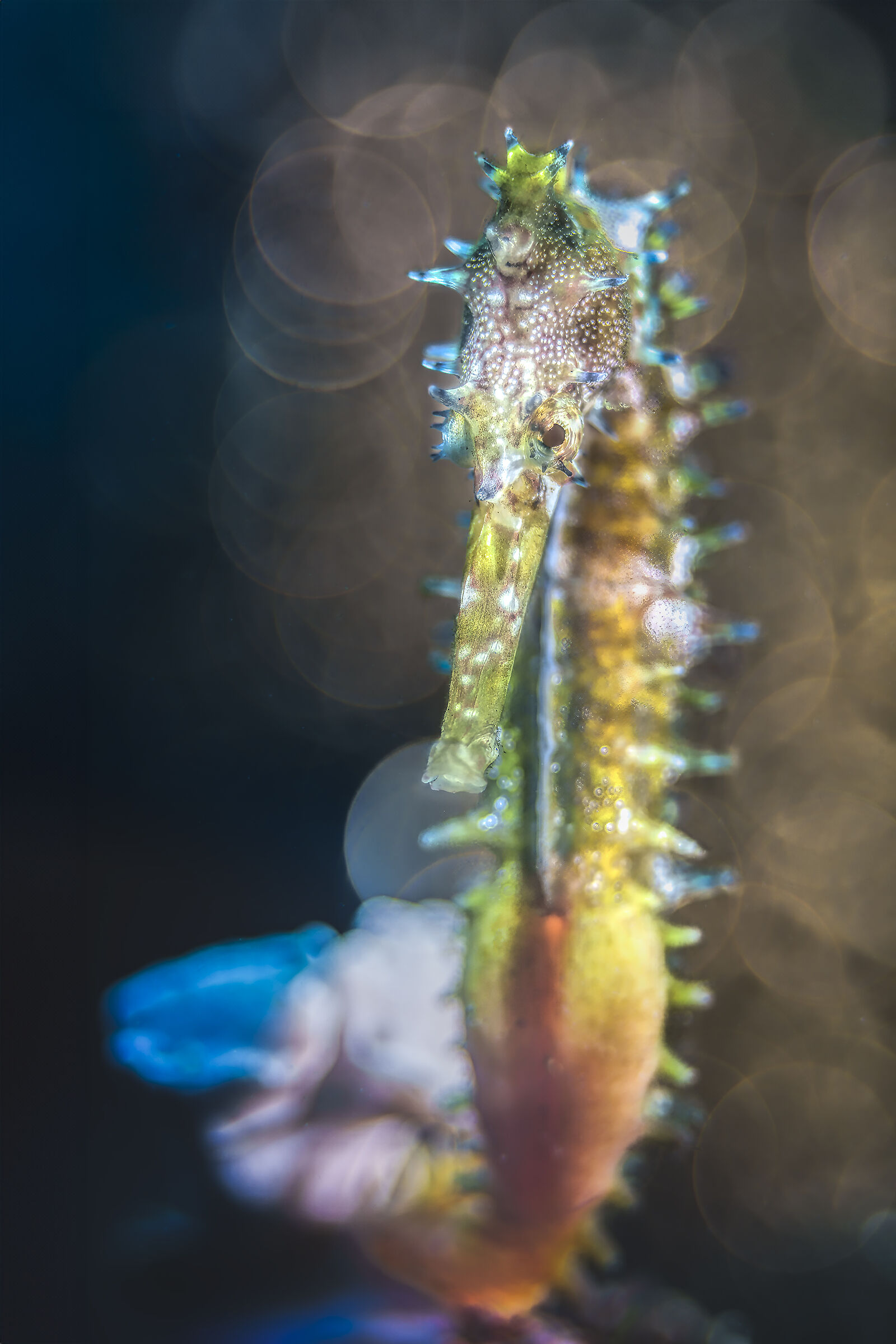 Seahorse Porcupine Hippocampus Hystrix