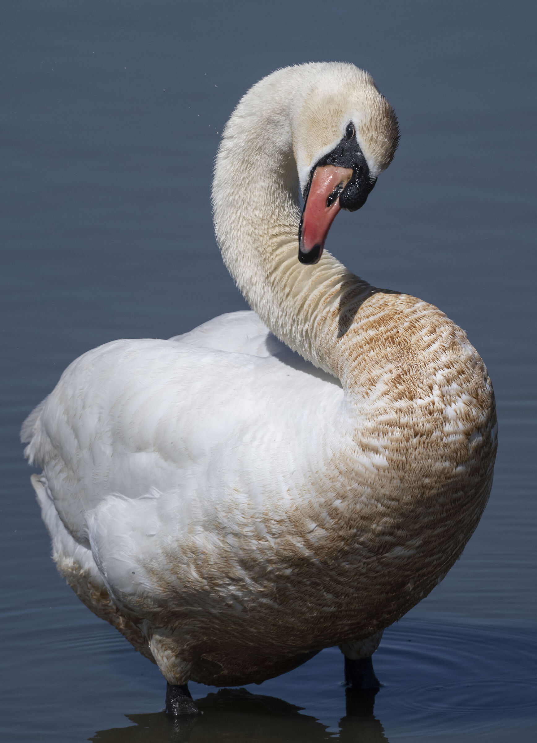 Mute swan