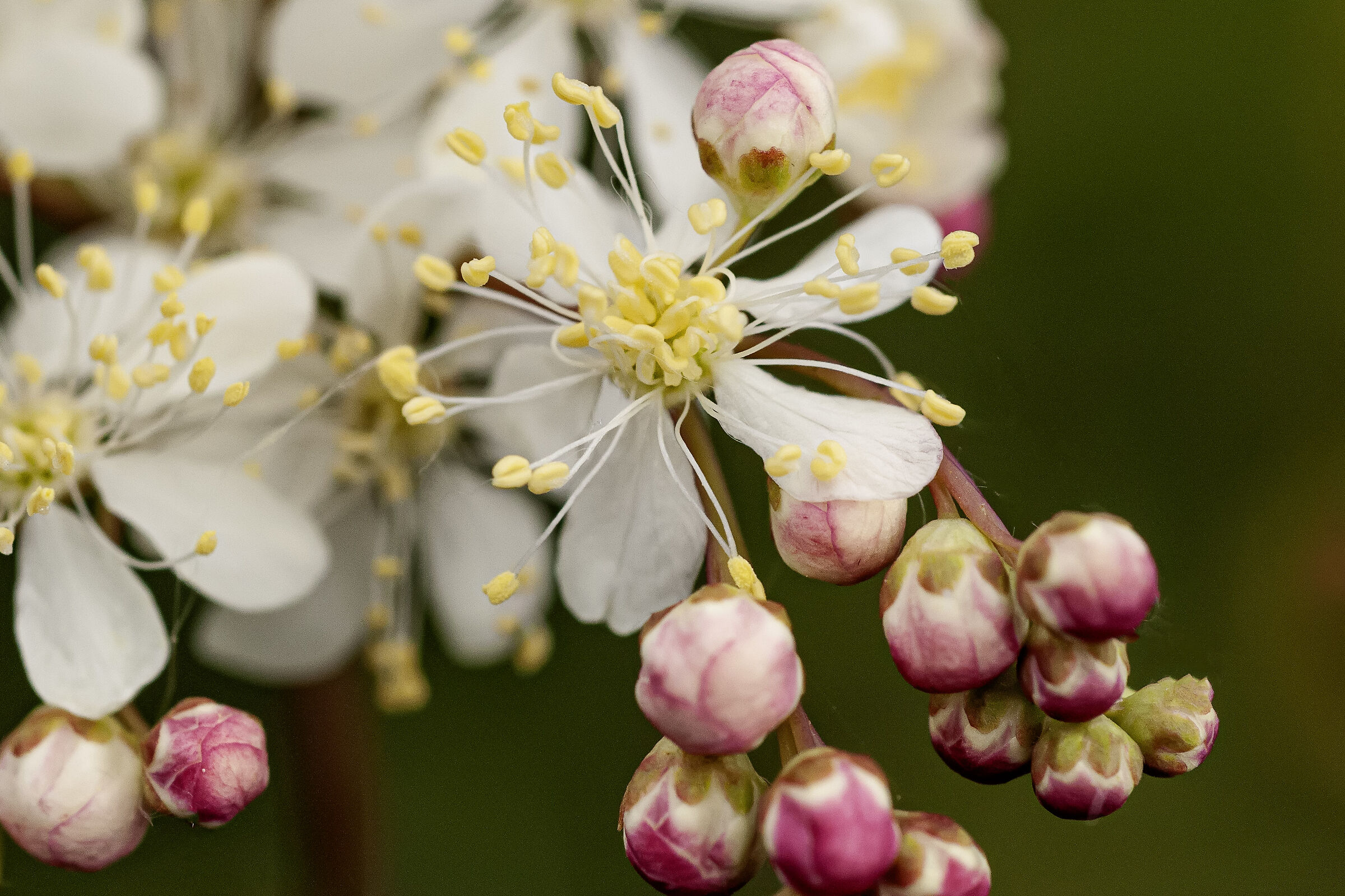 Filipendula vulgaris