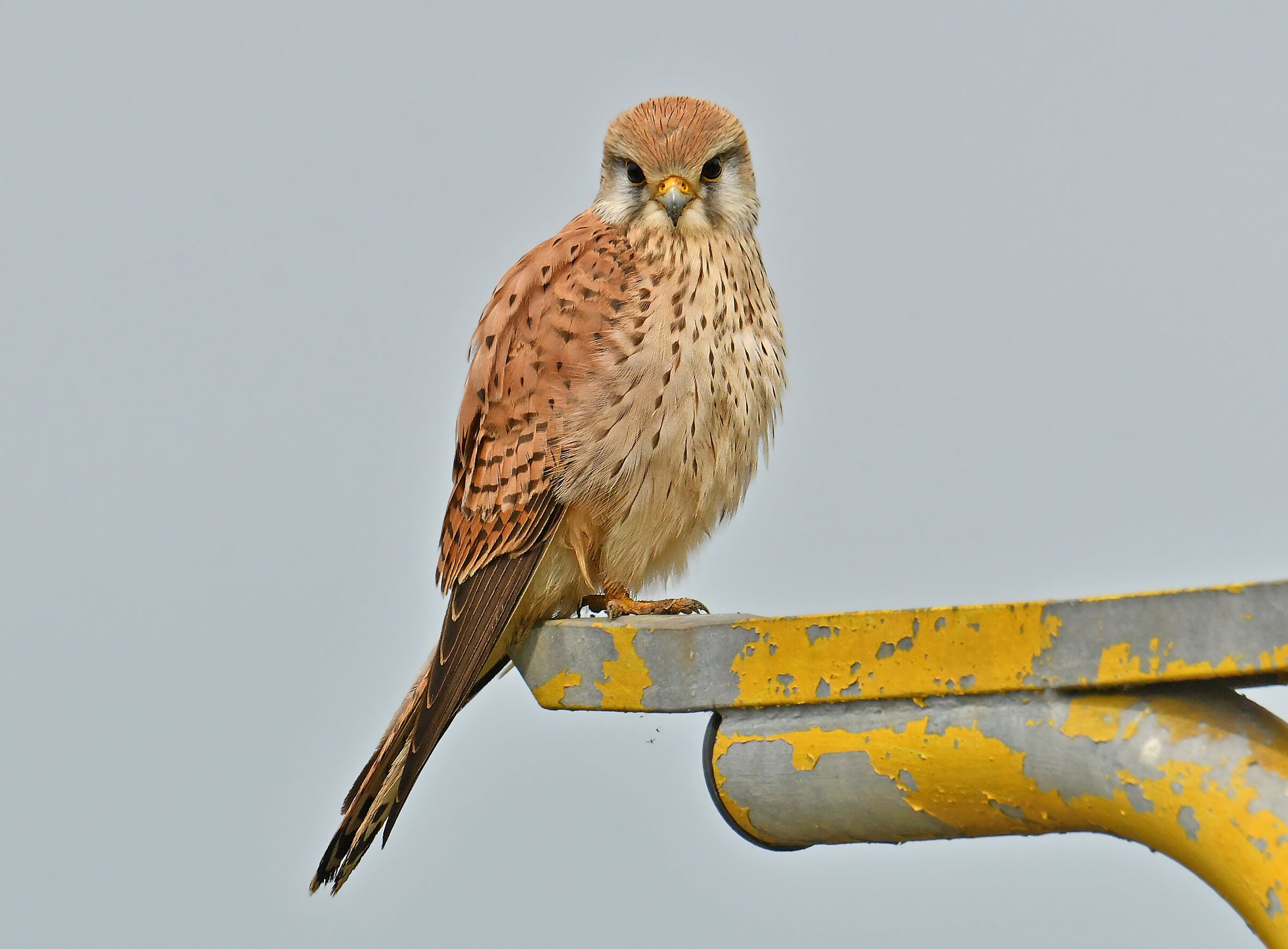 KESTREL