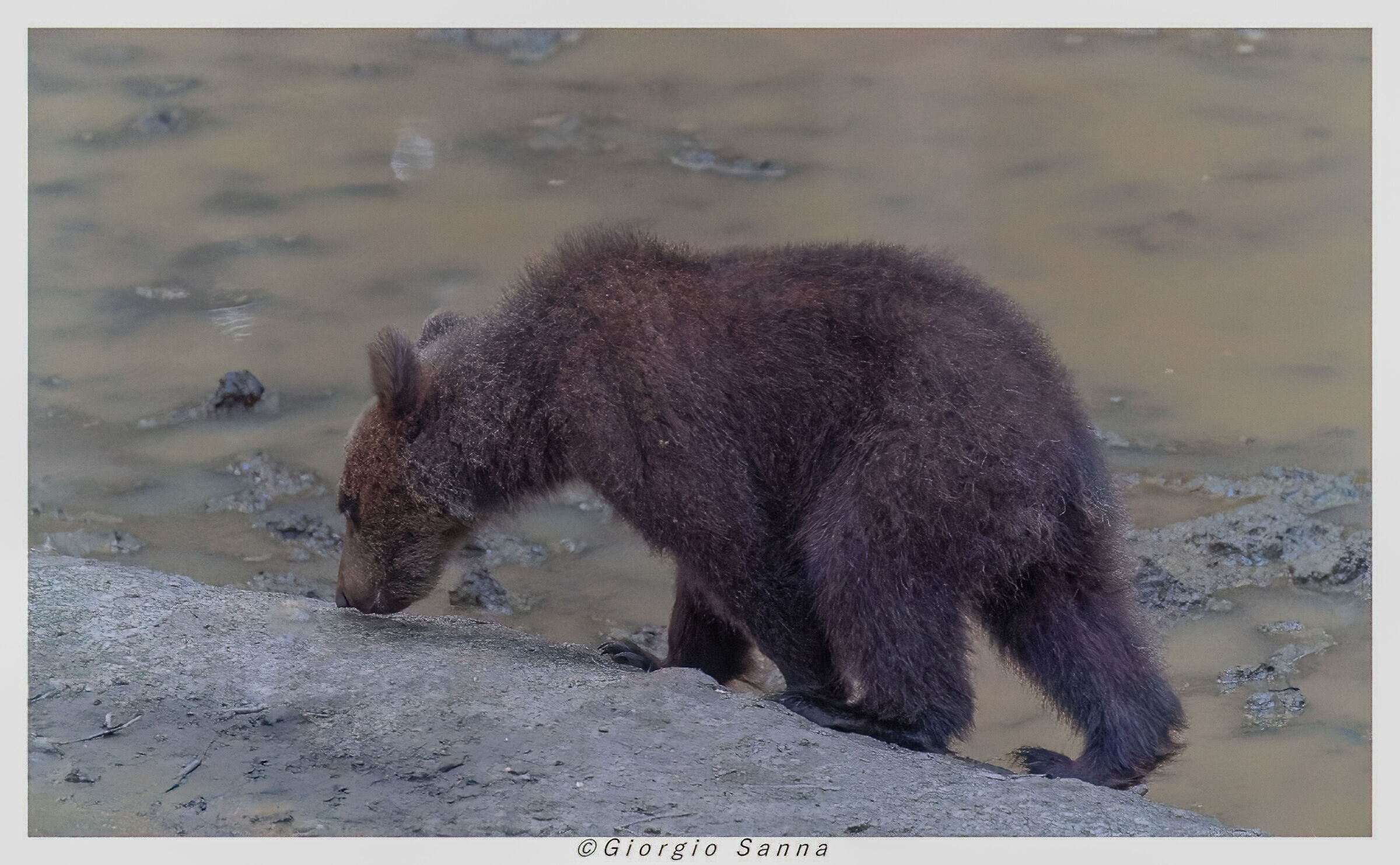 Brown bear