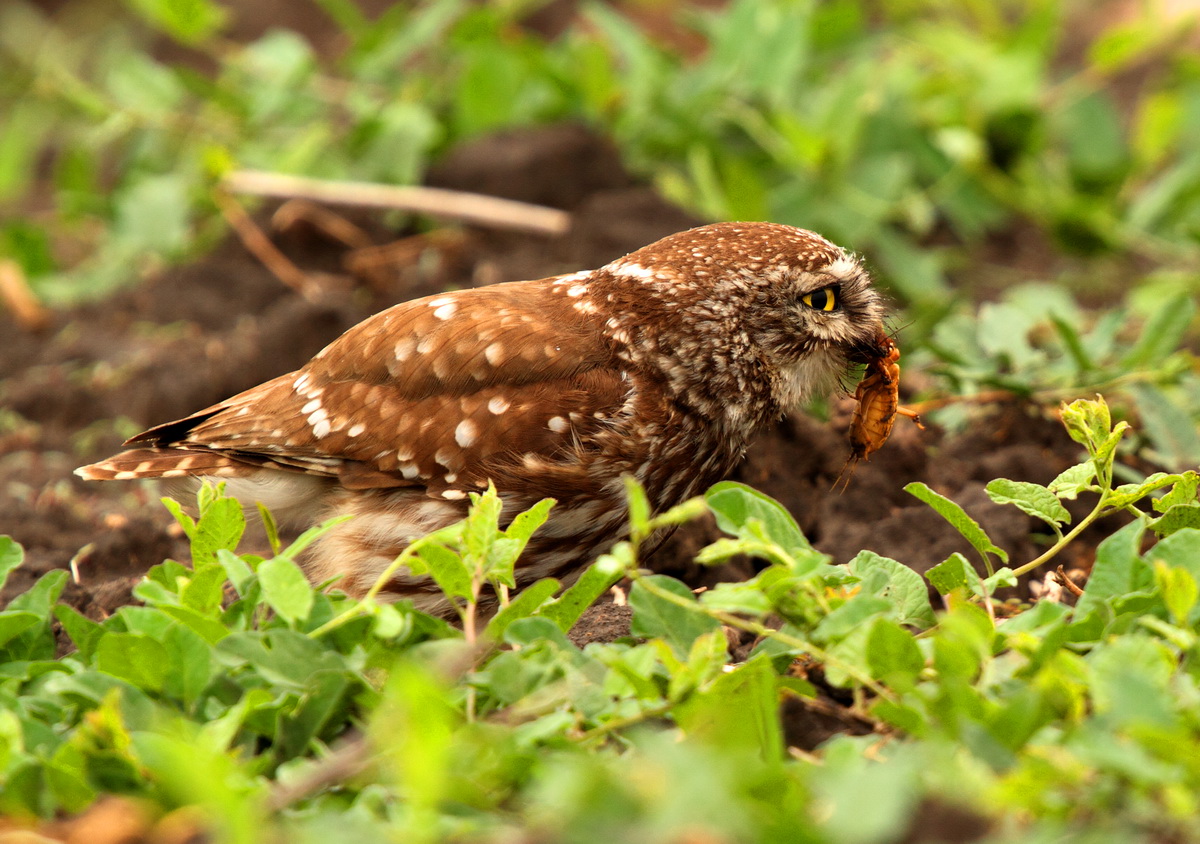 owl with mole cricket